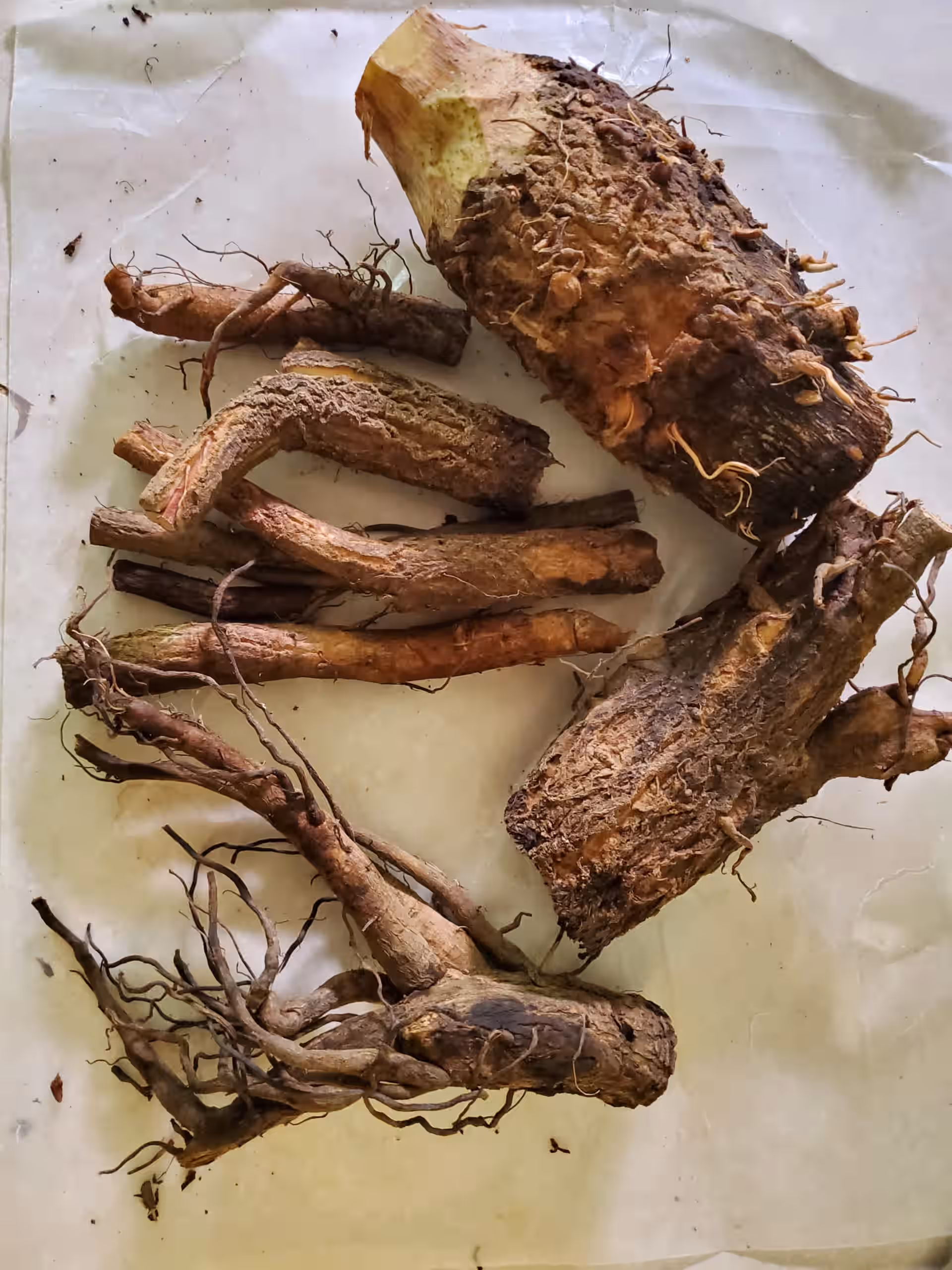 Fresh Wild Burdock Root - Harvested from New York's Finger Lakes Region