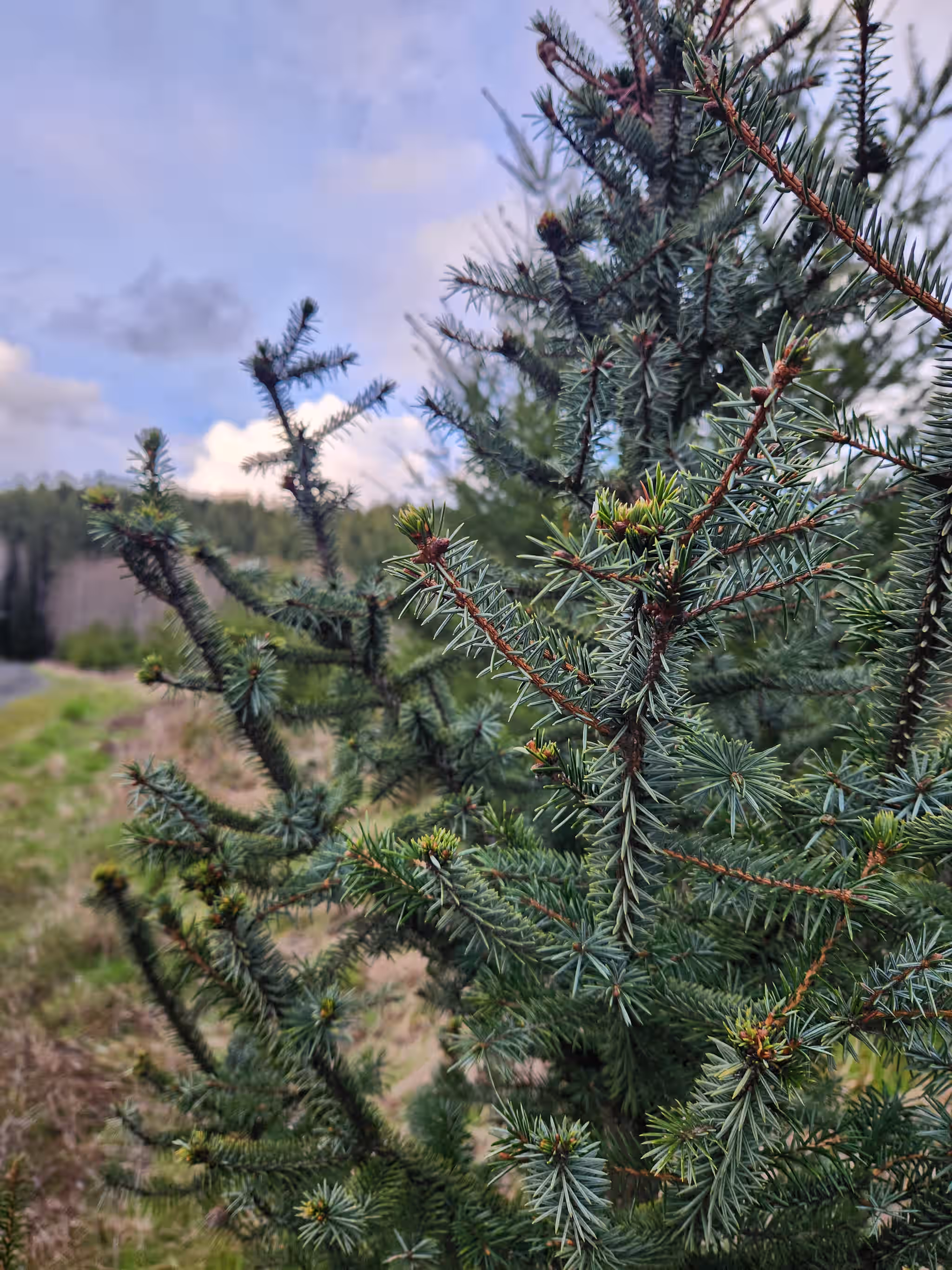 Fresh Sitka Spruce Tips