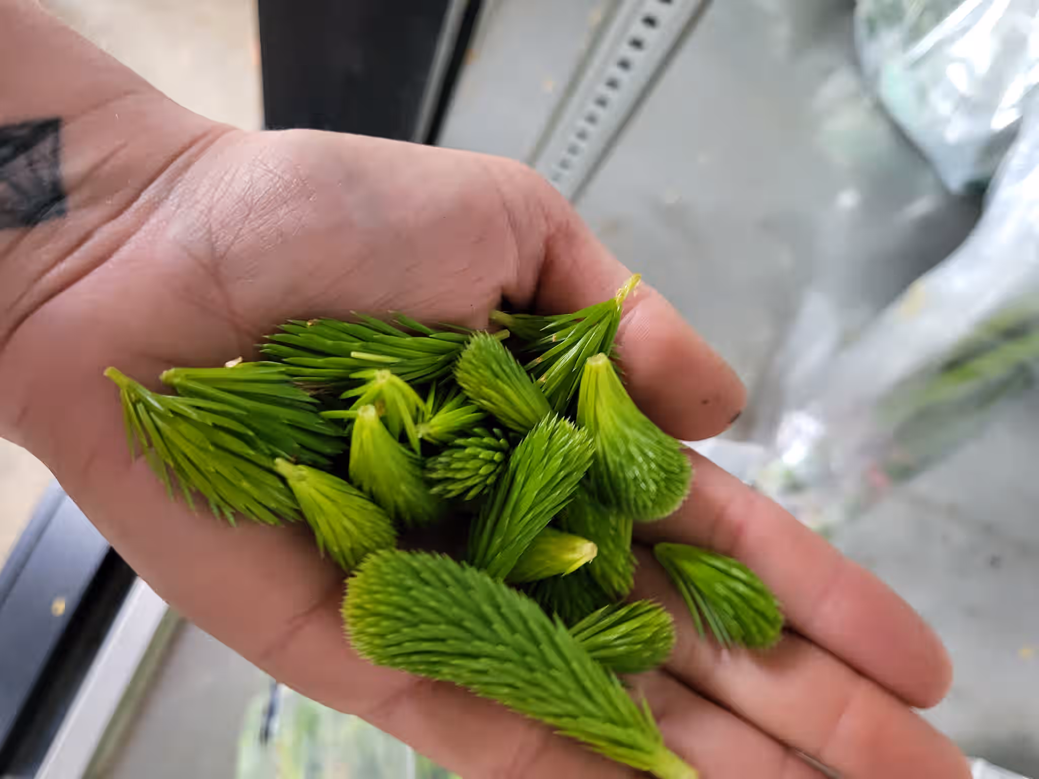 Fresh Sitka Spruce Tips