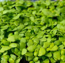 Basil - Genovese (5oz)