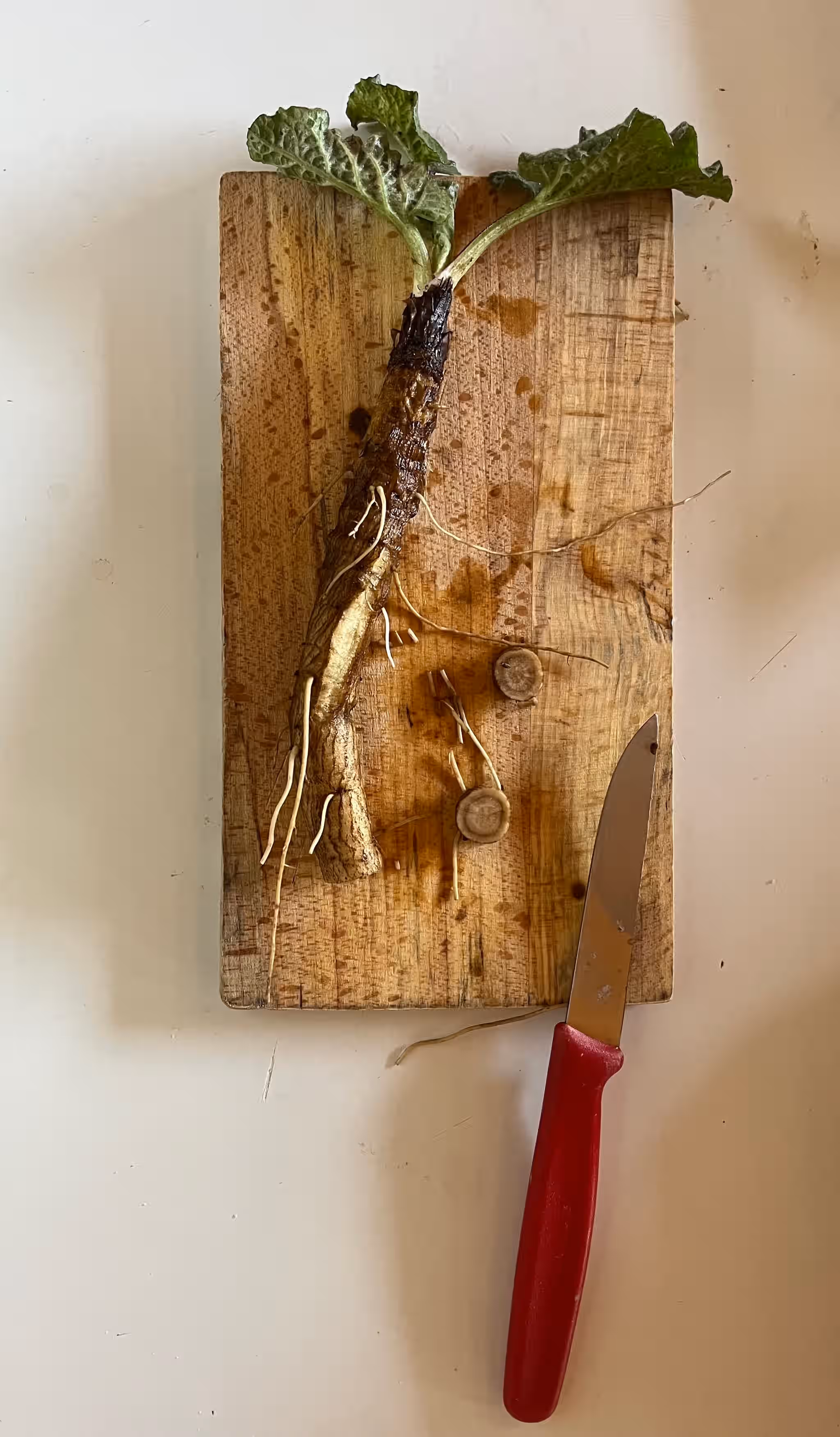 fresh burdock root