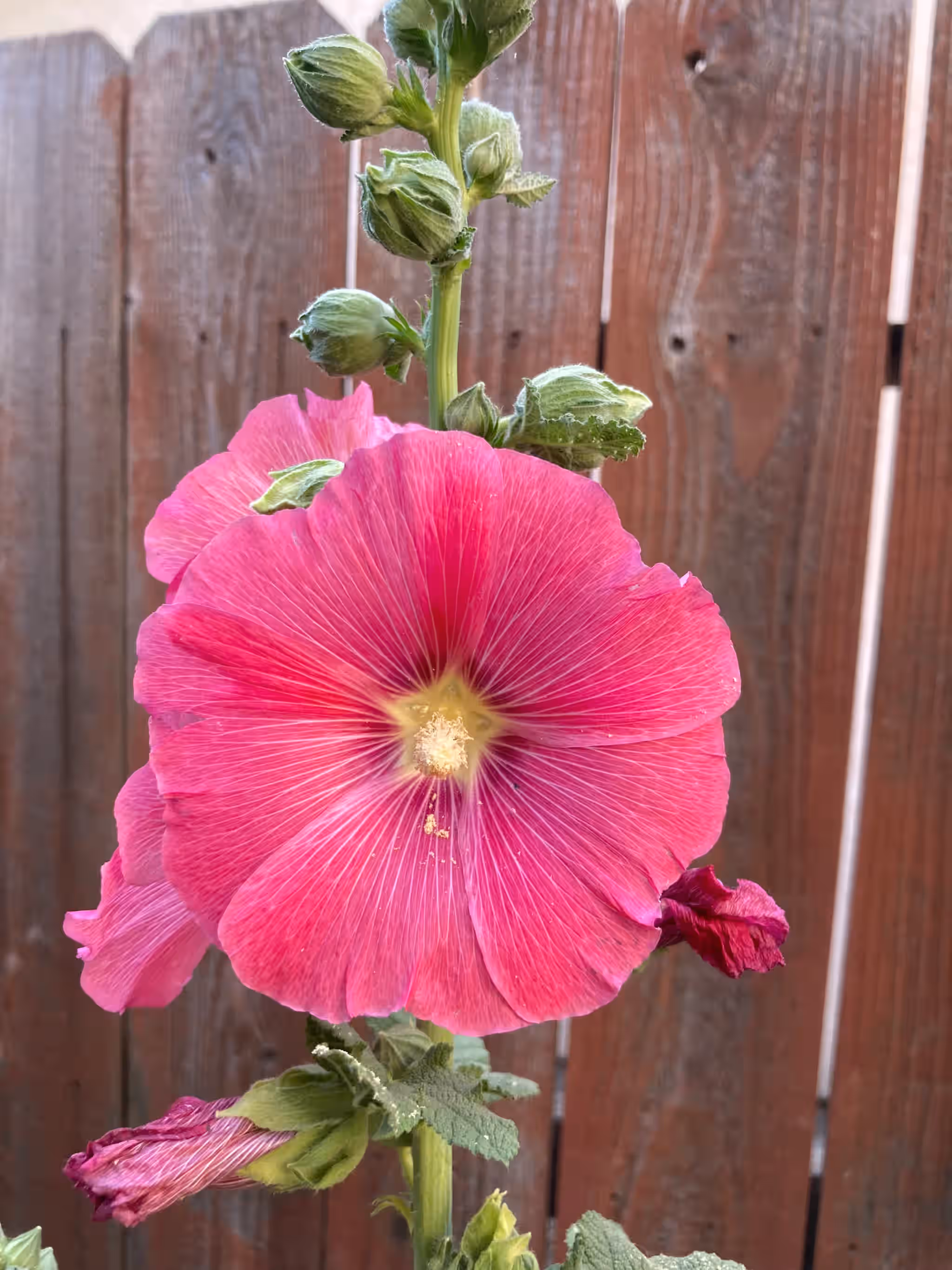 Single Hollyhock (Holly Hock) Pink Flower Alcea Rosea Live Plant