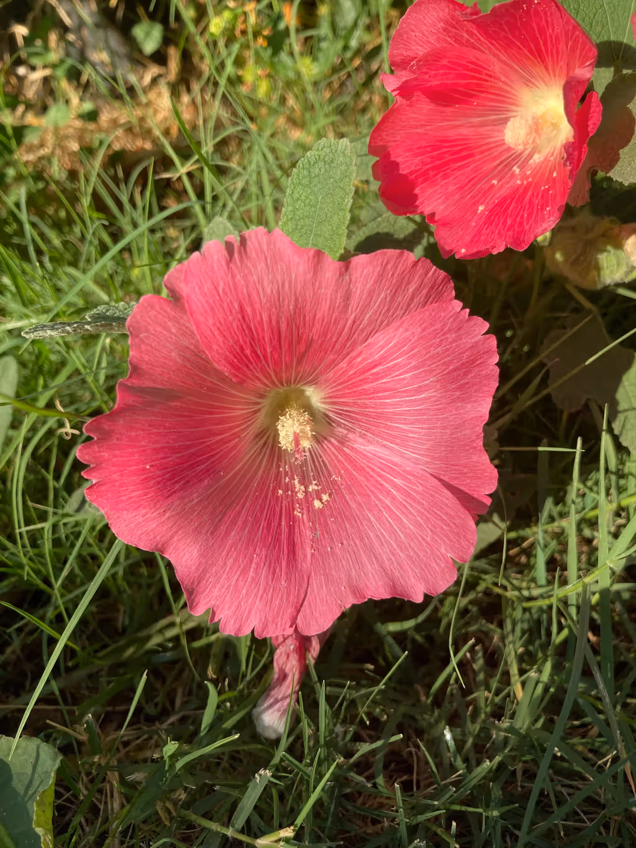 Single Hollyhock (Holly Hock) Pink Flower Alcea Rosea Live Plant