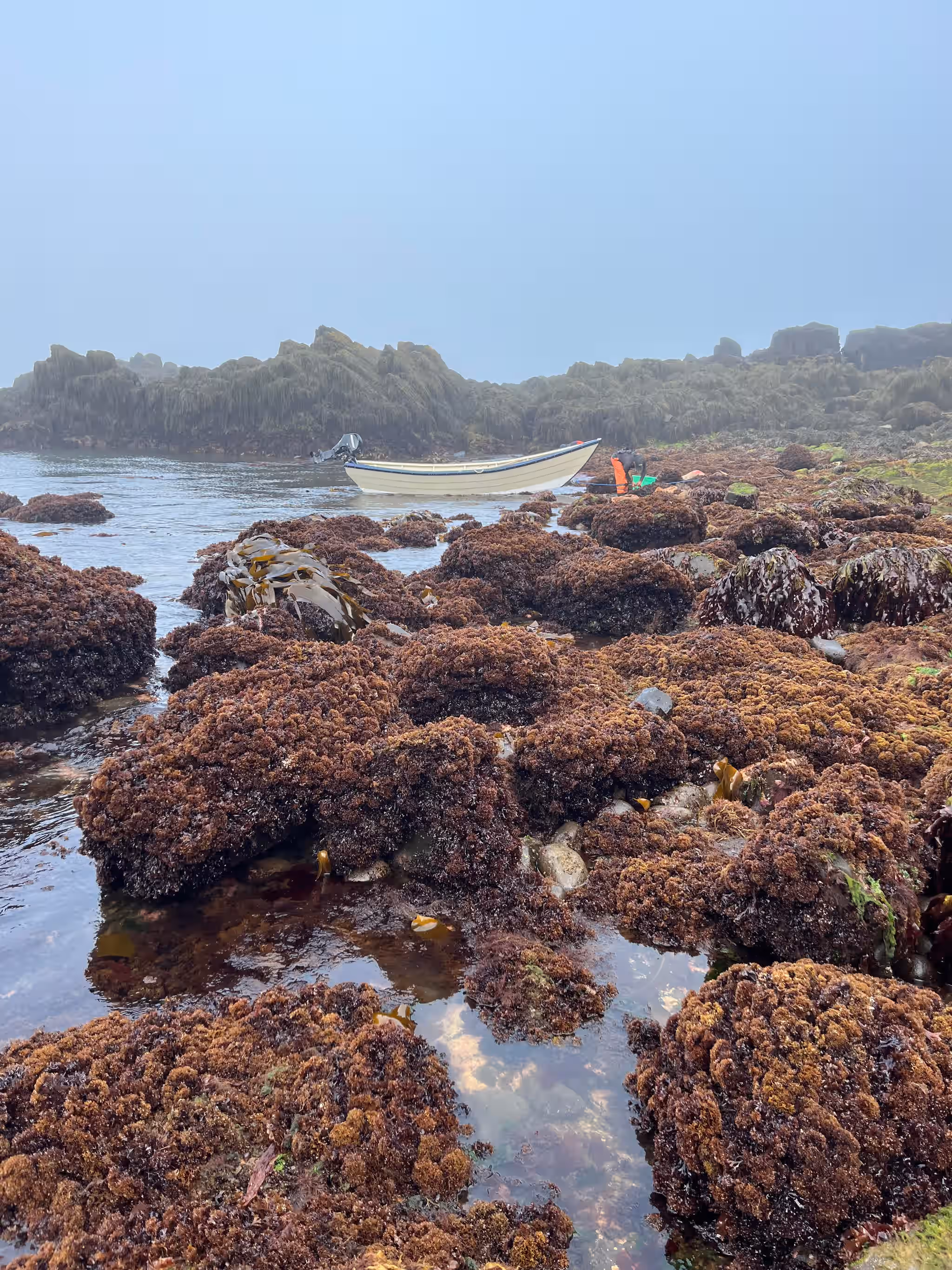 Sea Moss