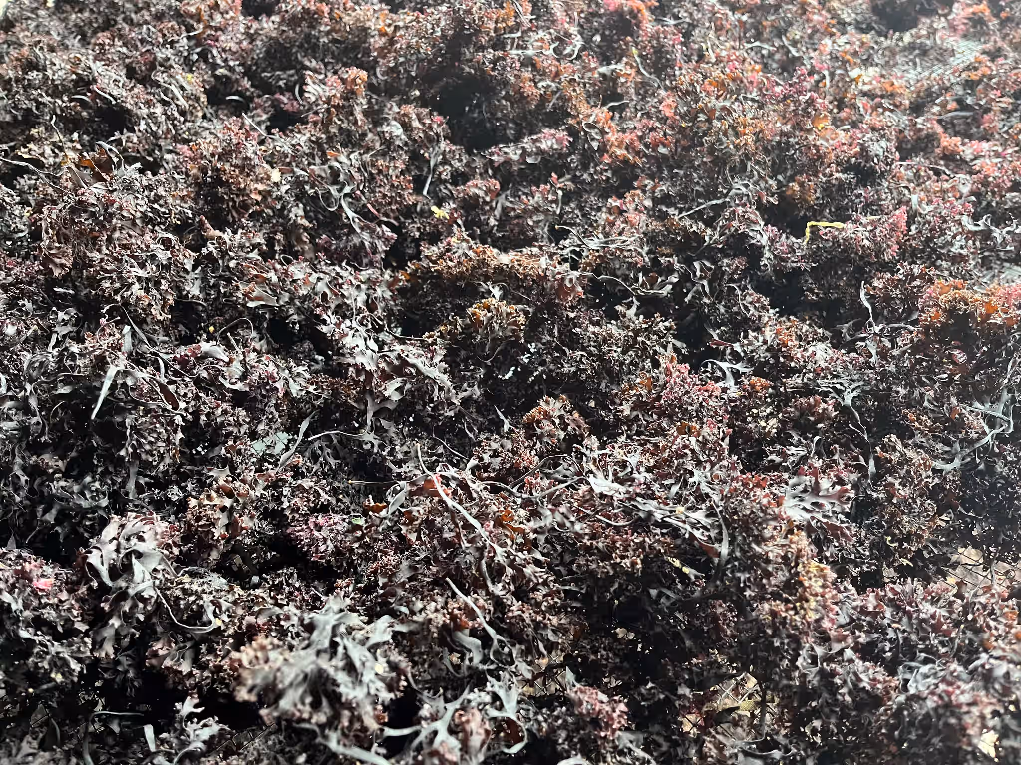 Sea Moss