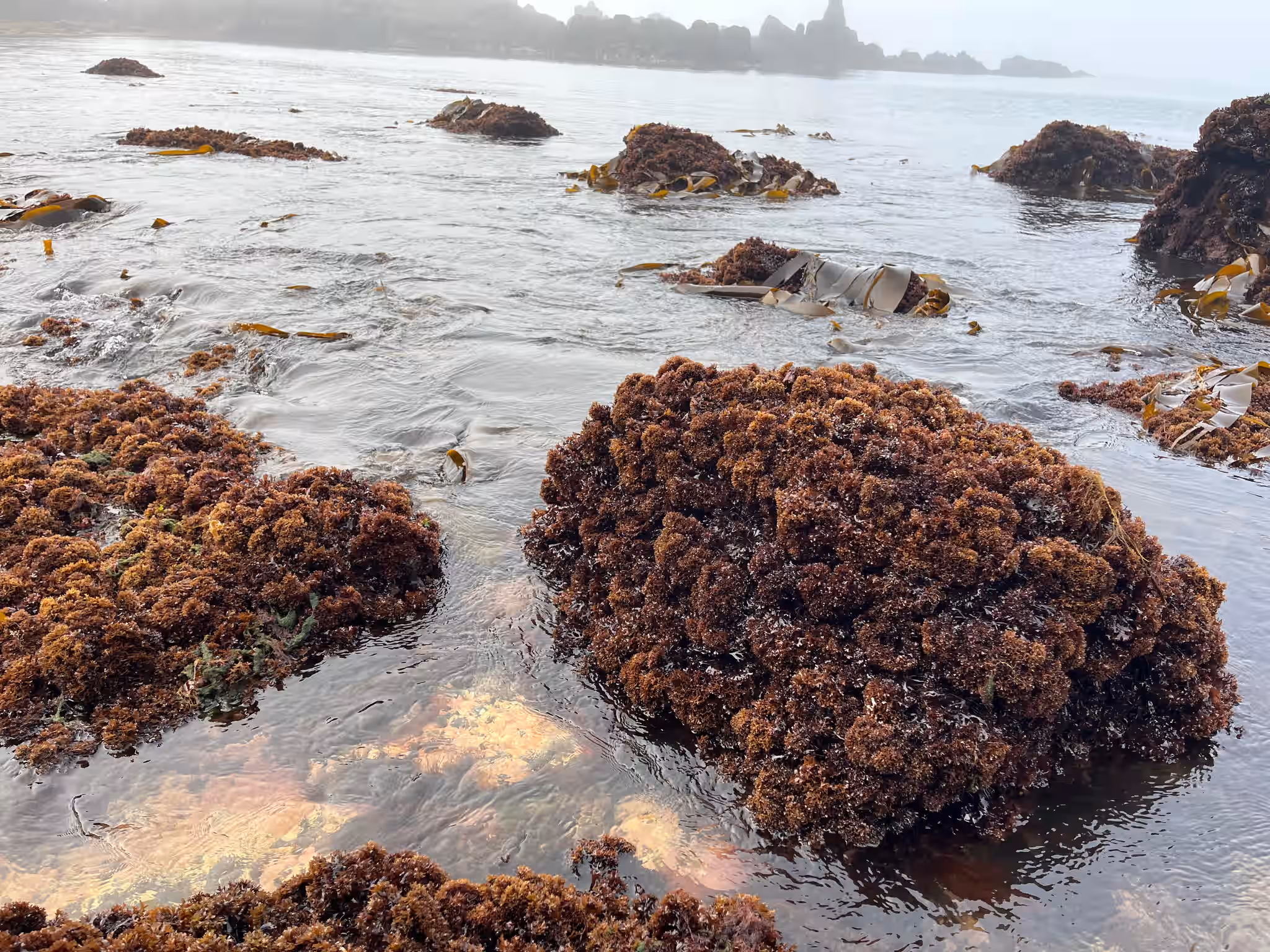 Sea Moss