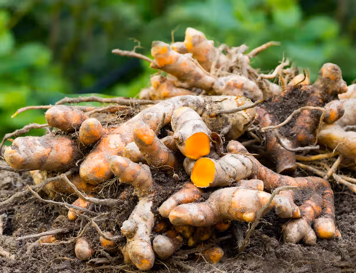 Naturally Grown Fresh Turmeric imported from Fiji