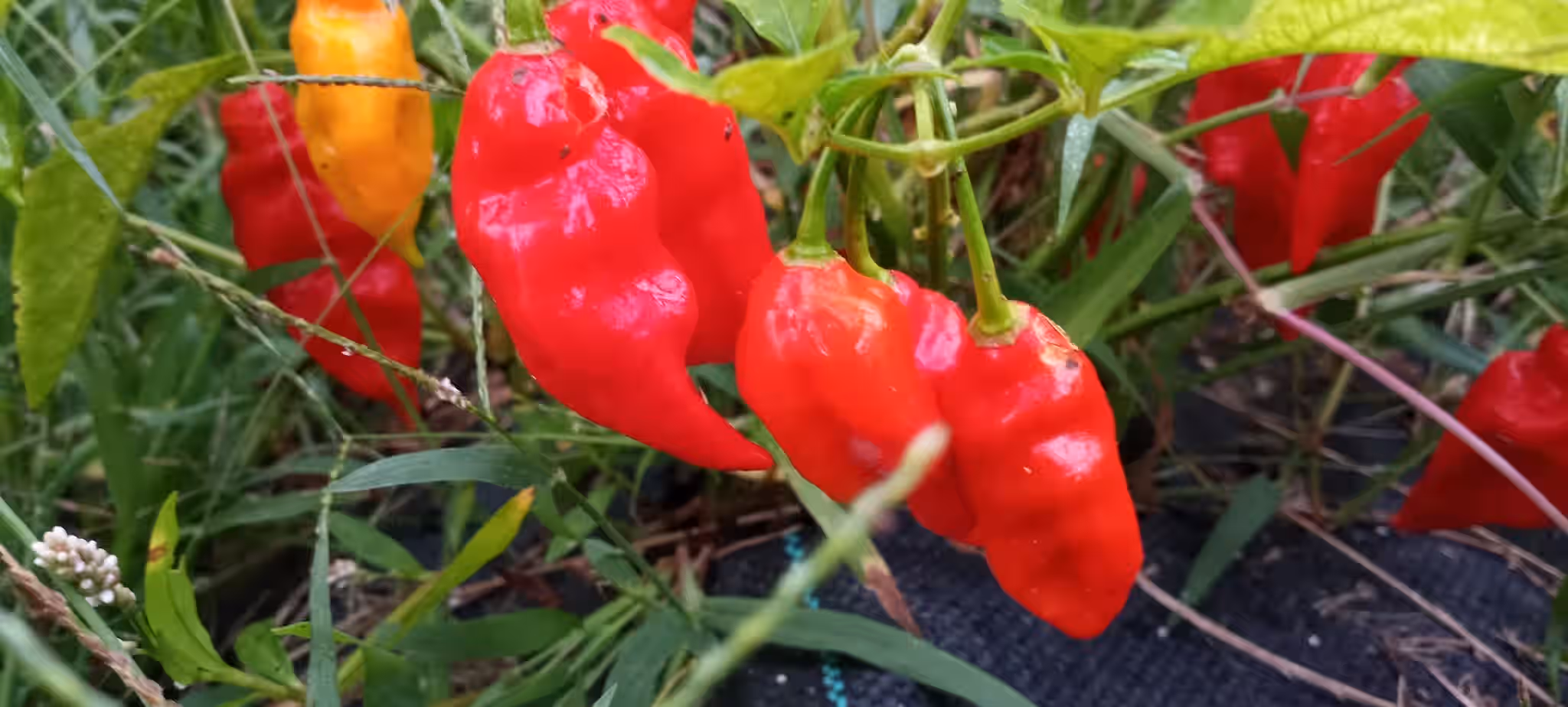 HOT PEPPERS