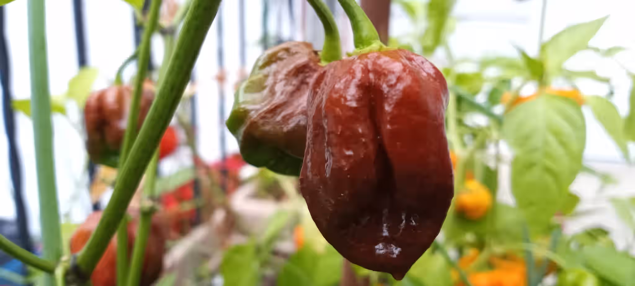 HOT PEPPERS