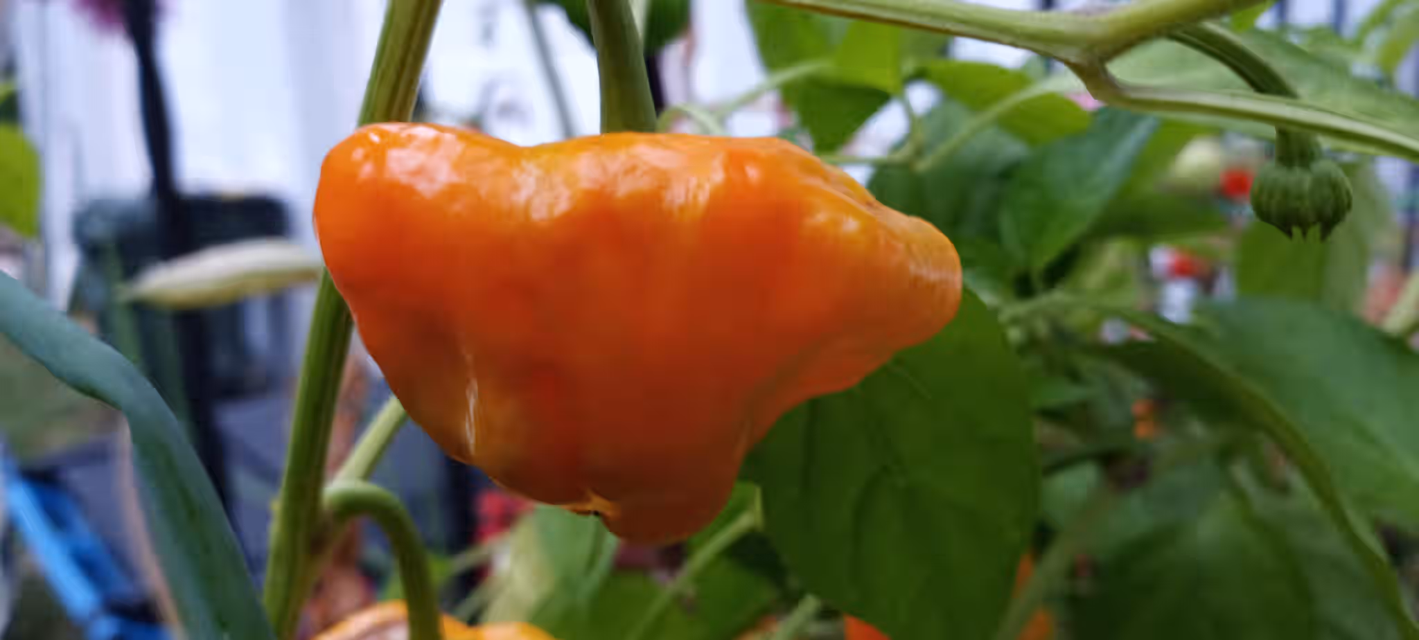 HOT PEPPERS