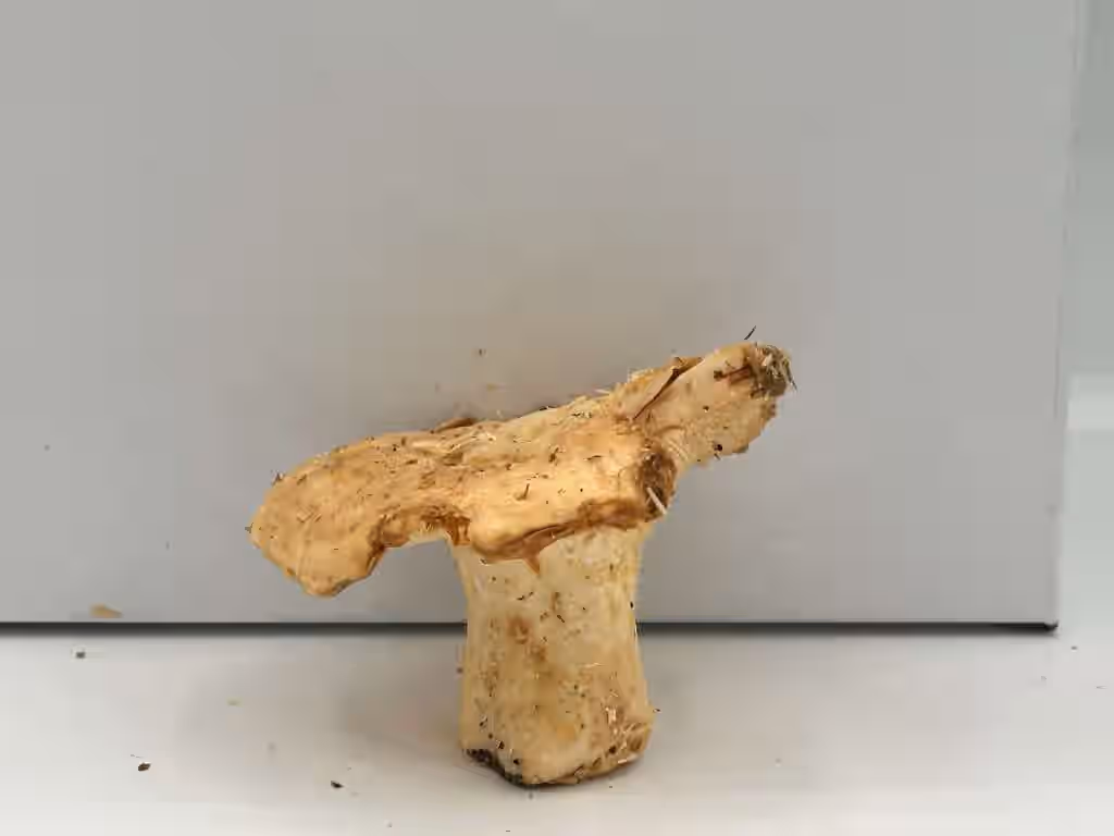 Fresh Wild Sweet Tooth Mushrooms (Hydnum repandum)