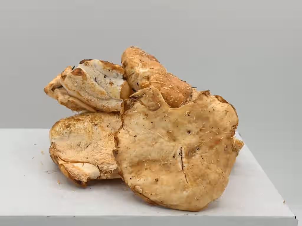 Fresh Wild Sweet Tooth Mushrooms (Hydnum repandum)