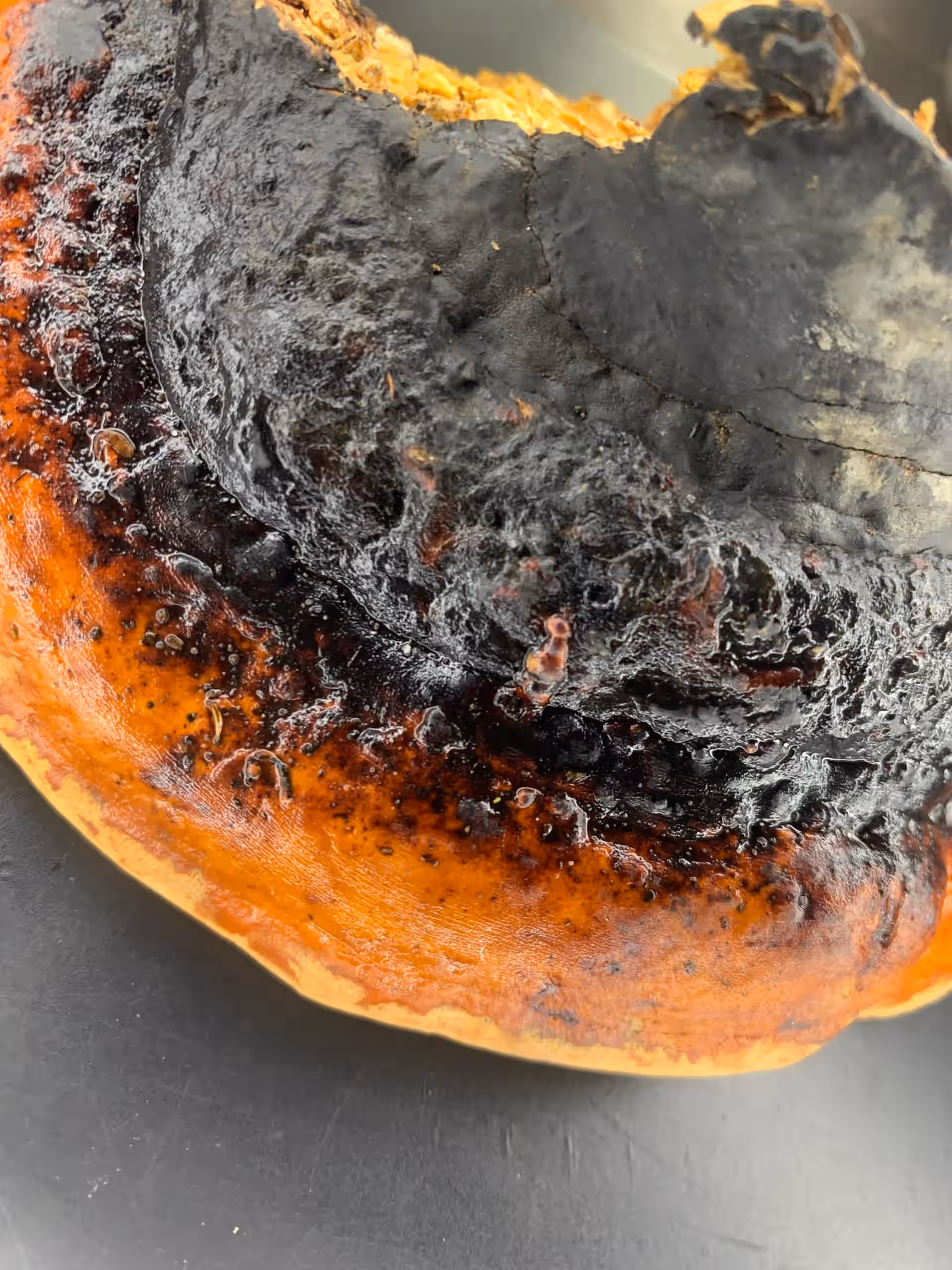 Red Belted Conk - Fomitopsis pinicola