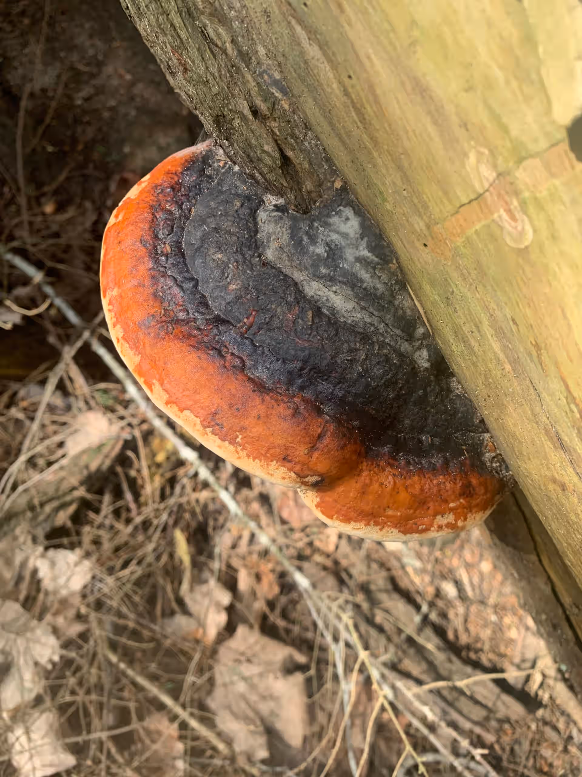 Red Belted Conk - Fomitopsis pinicola