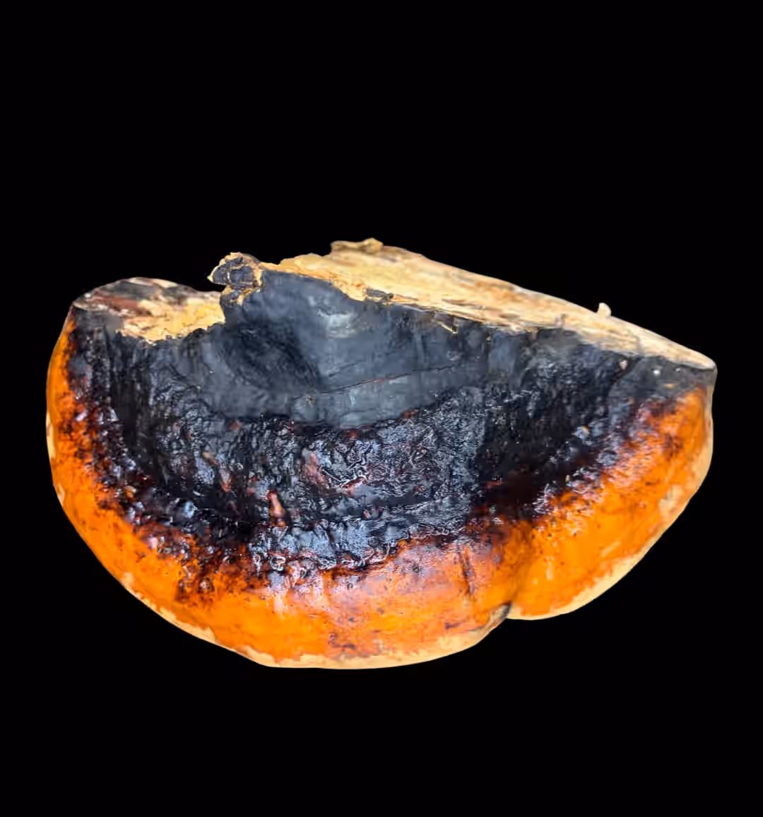 Red Belted Conk - Fomitopsis pinicola