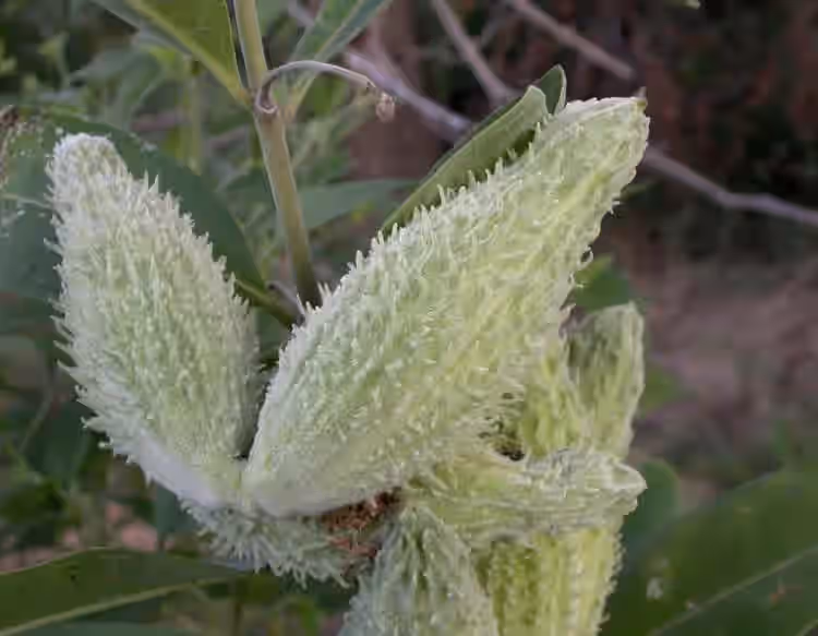 Milkweed Pods - Young, Fresh*