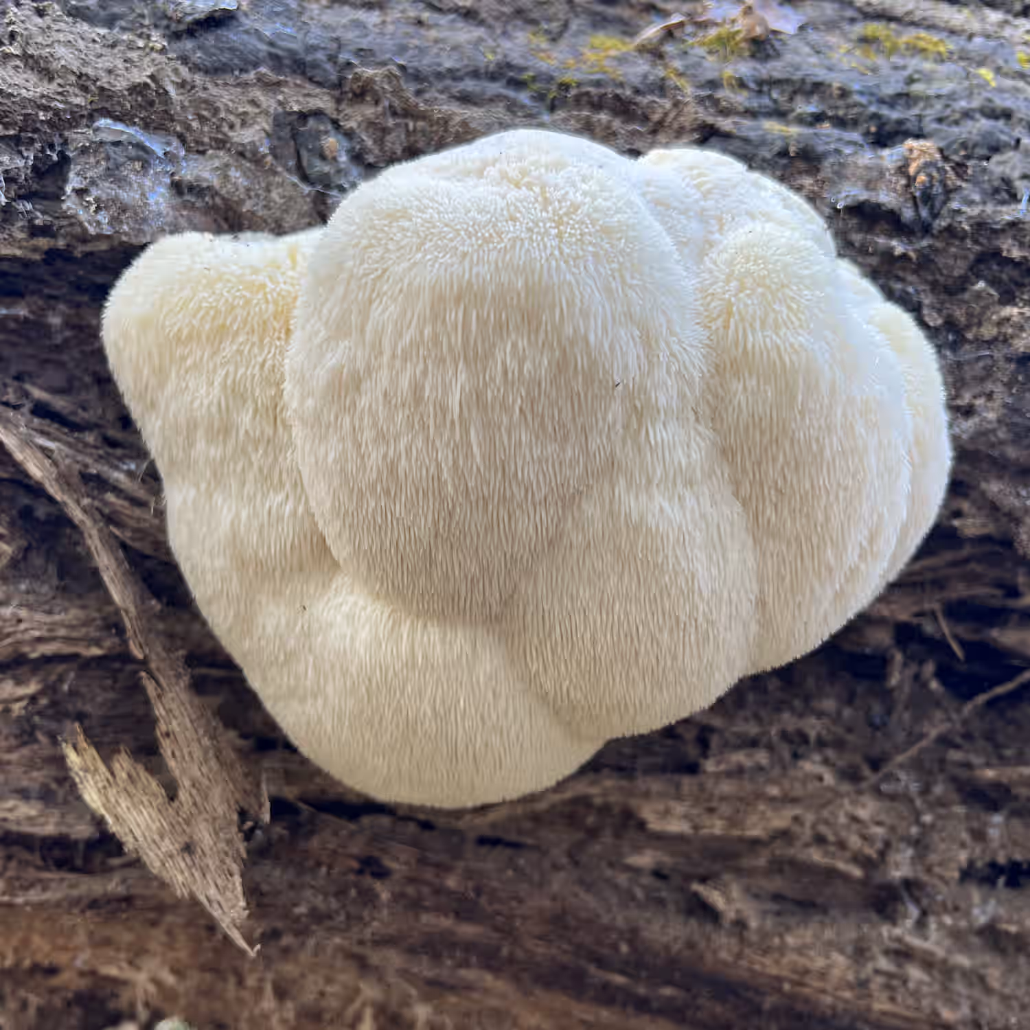 Beginner Mushroom Foraging Online Class
