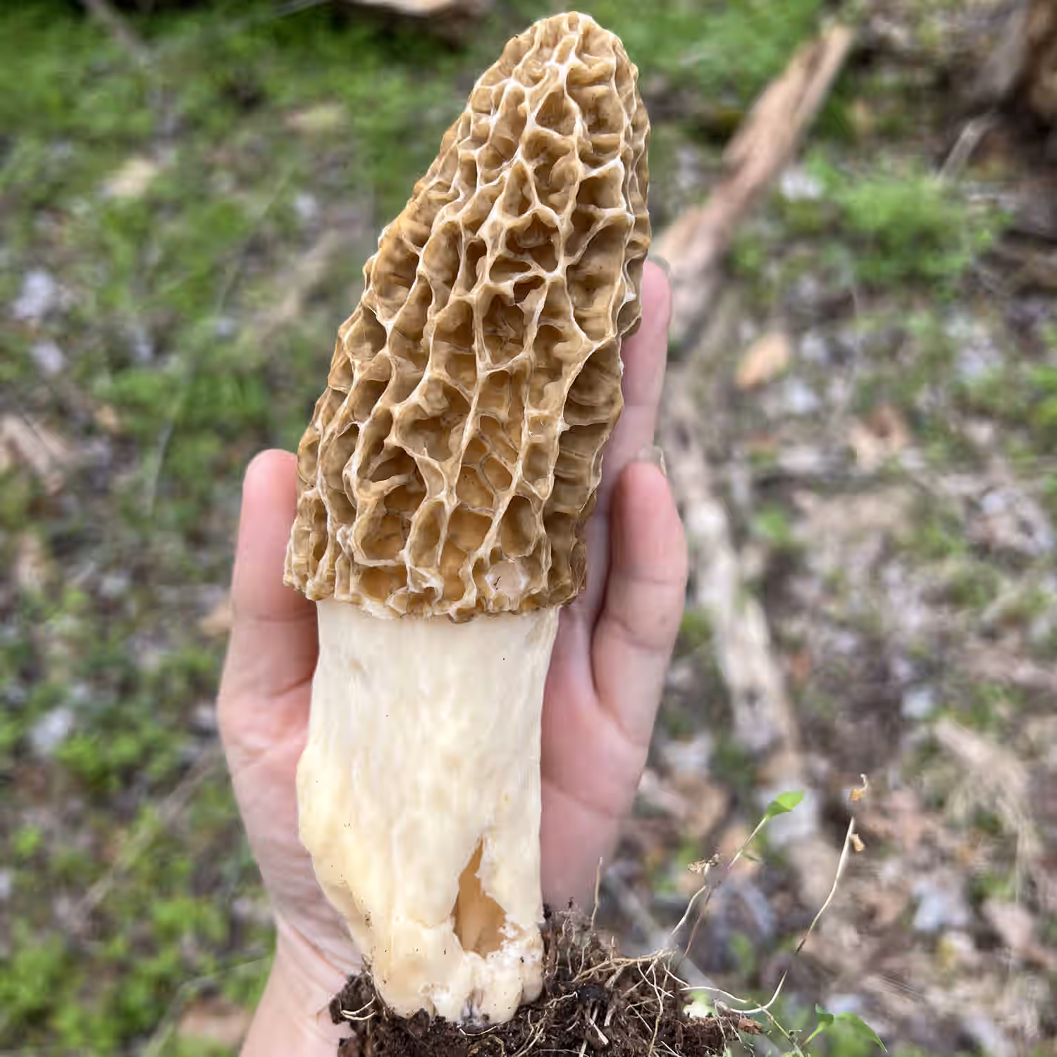 Beginner Mushroom Foraging Online Class