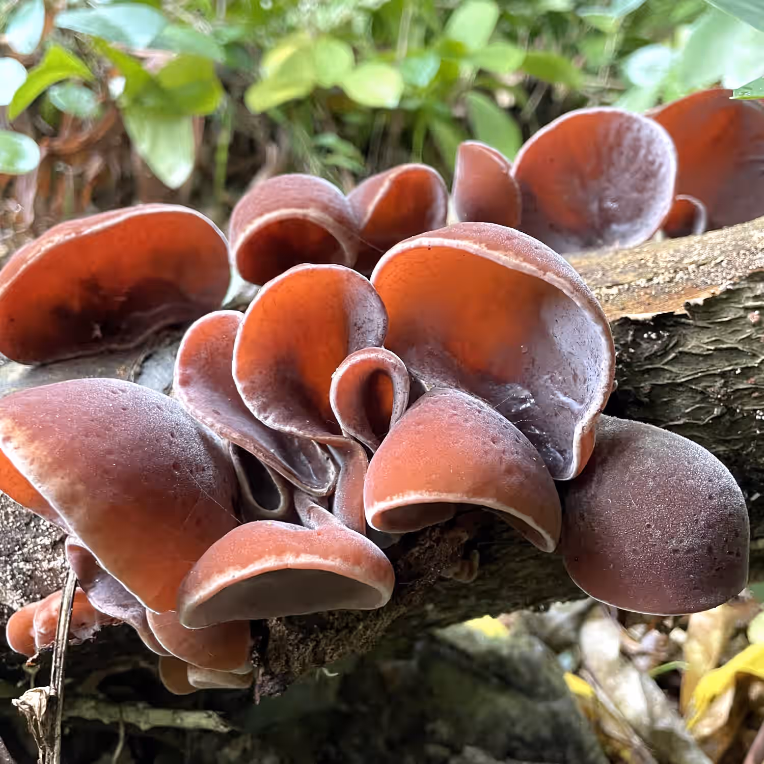 Beginner Mushroom Foraging Online Class 3 Beginner Mushroom Foraging Online Class