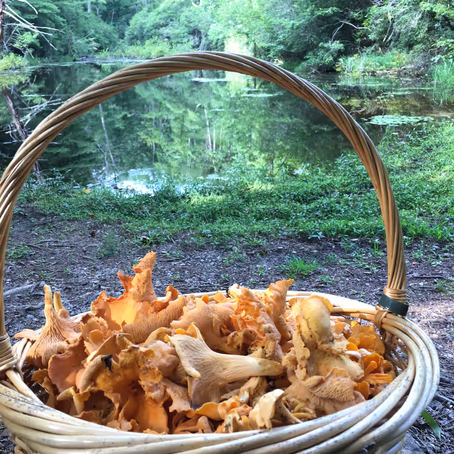 Beginner Mushroom Foraging Online Class 4 Beginner Mushroom Foraging Online Class