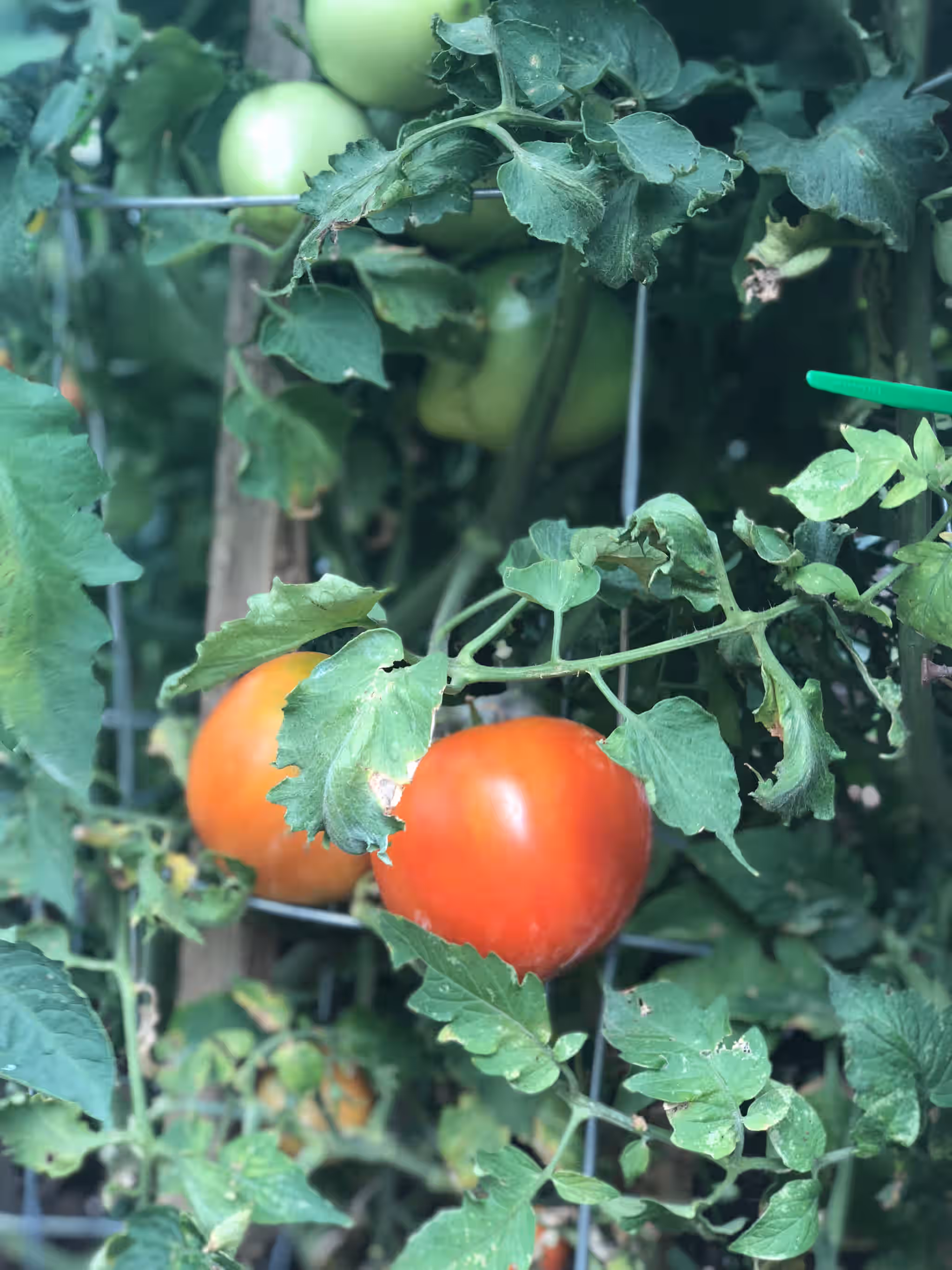 Tomato’s