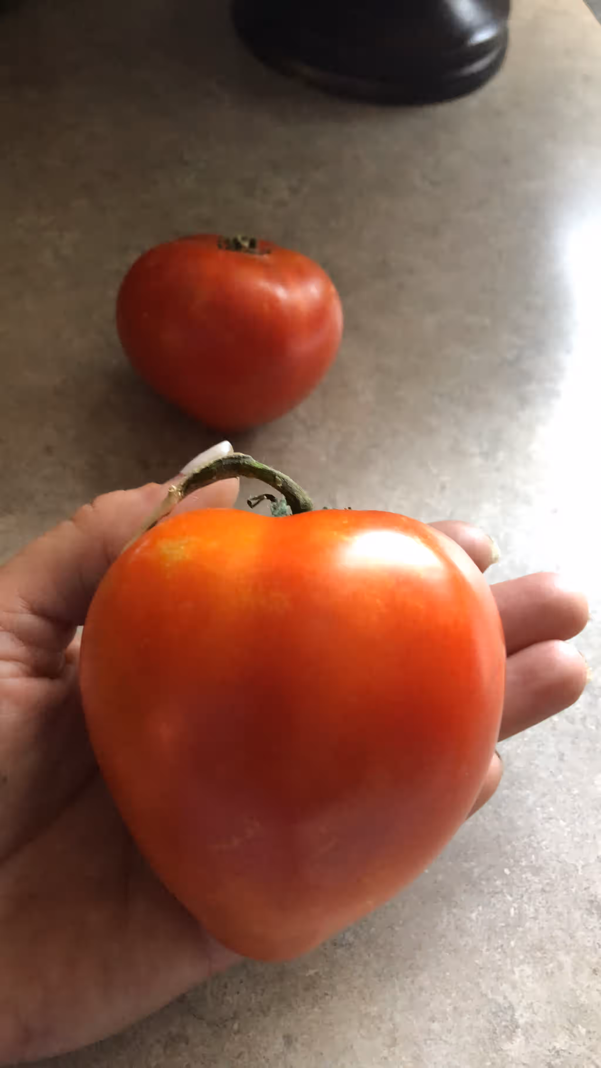 Tomato’s 3 Tomato’s