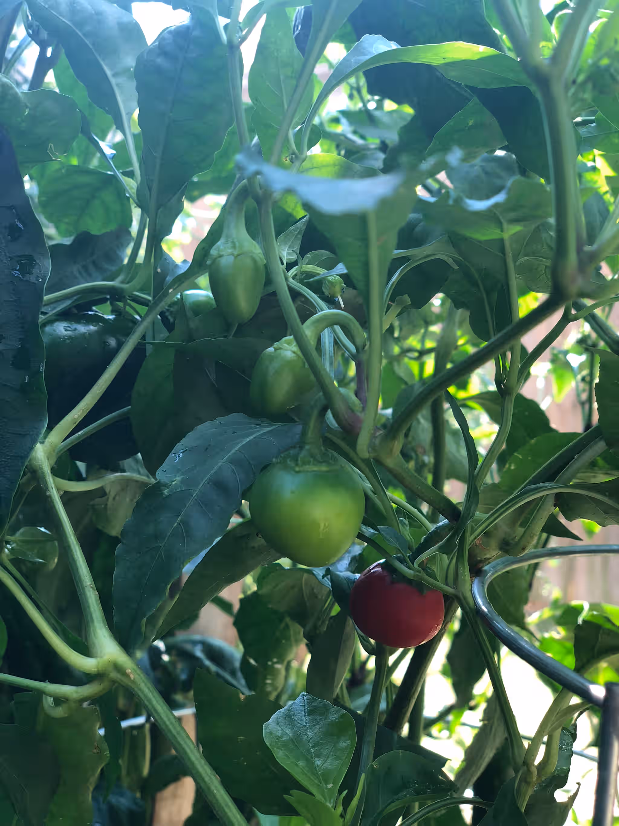 Tomato’s 4 Tomato’s