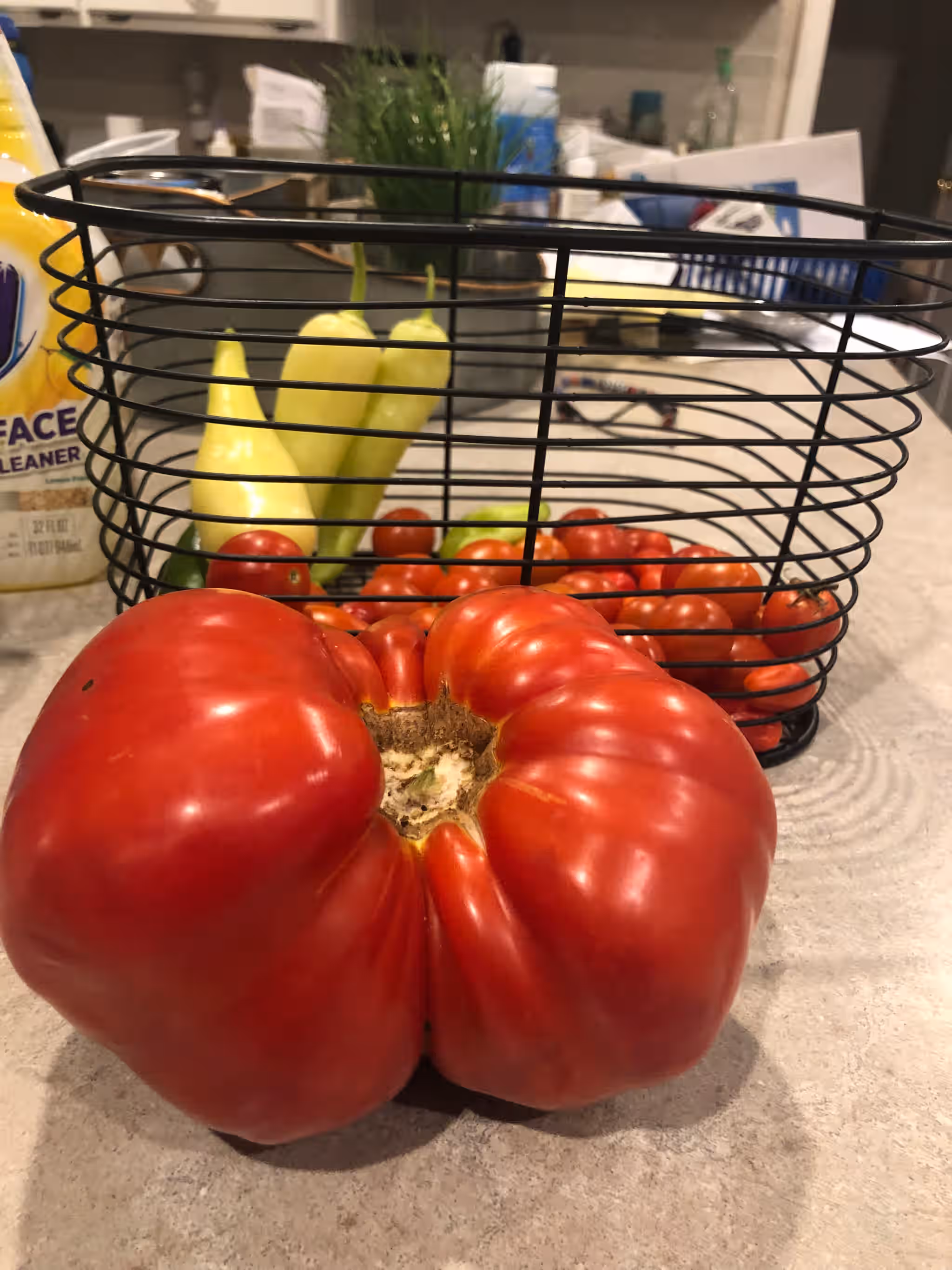 Tomato’s 5 Tomato’s