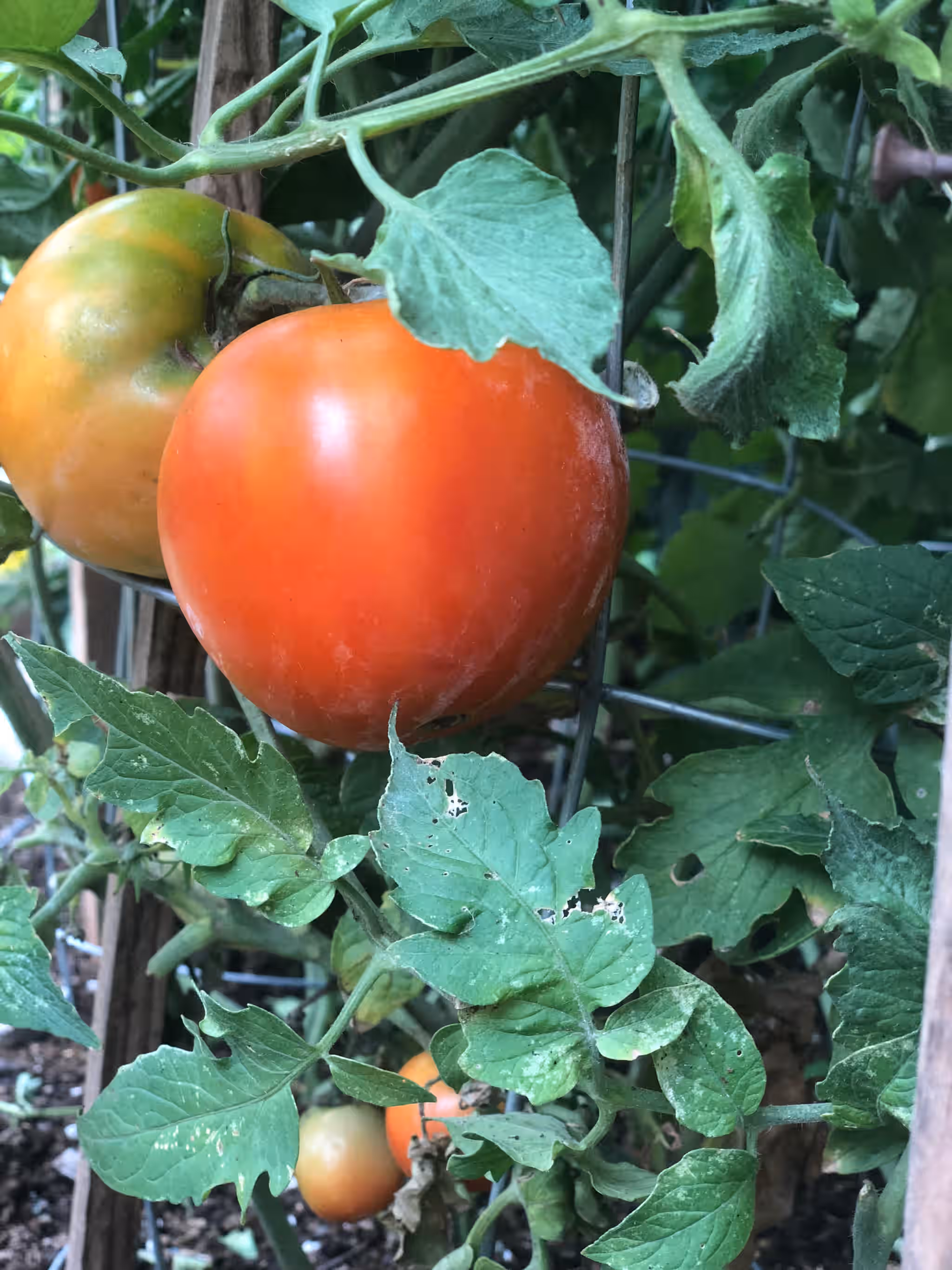 Tomato’s 6 Tomato’s
