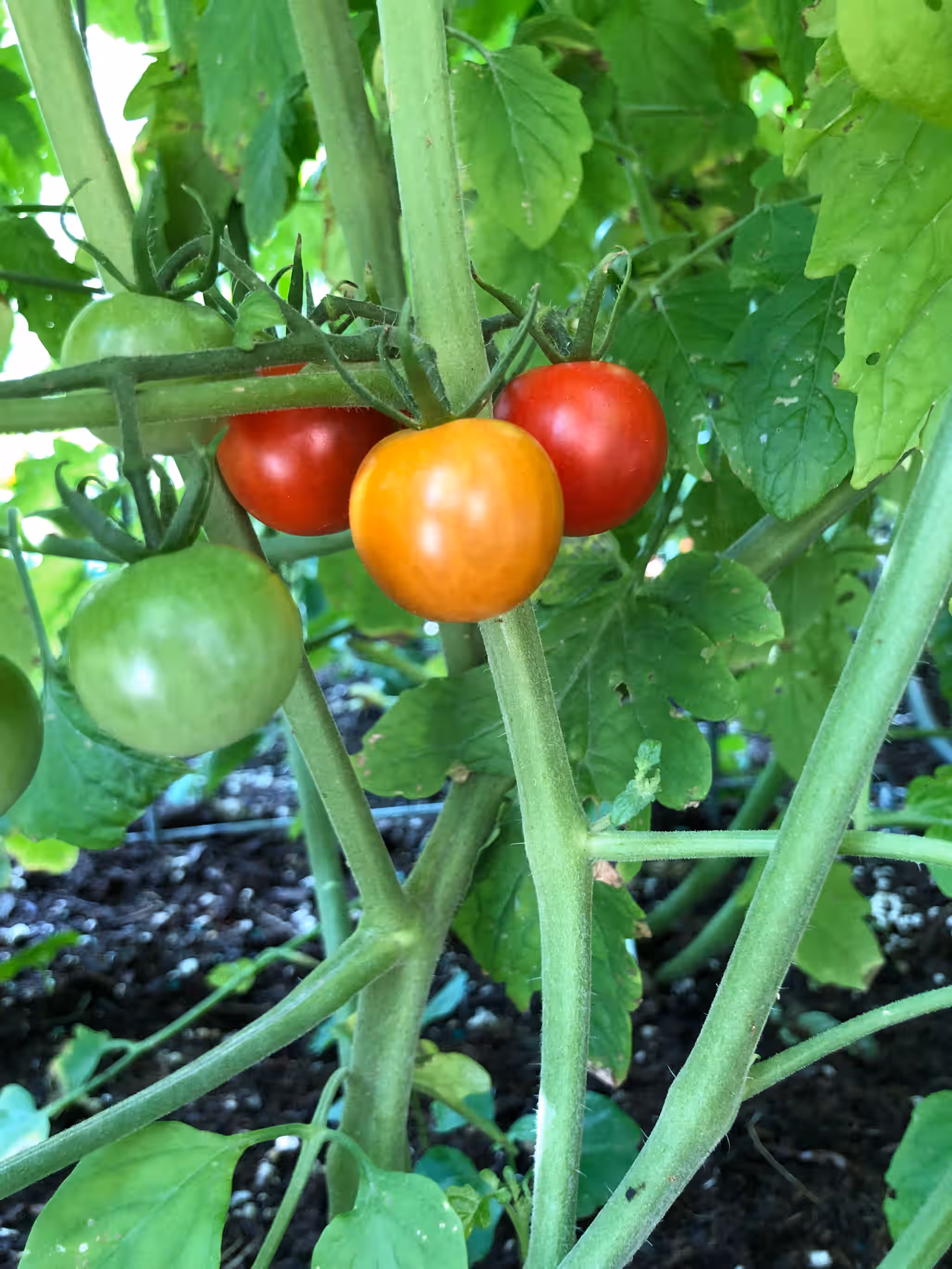 Tomato’s 7 Tomato’s