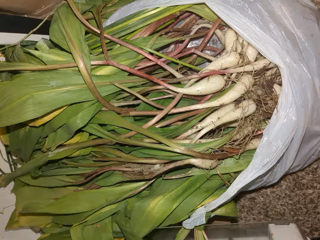 Freshly Wild Harvested Ramps/Leeks whole