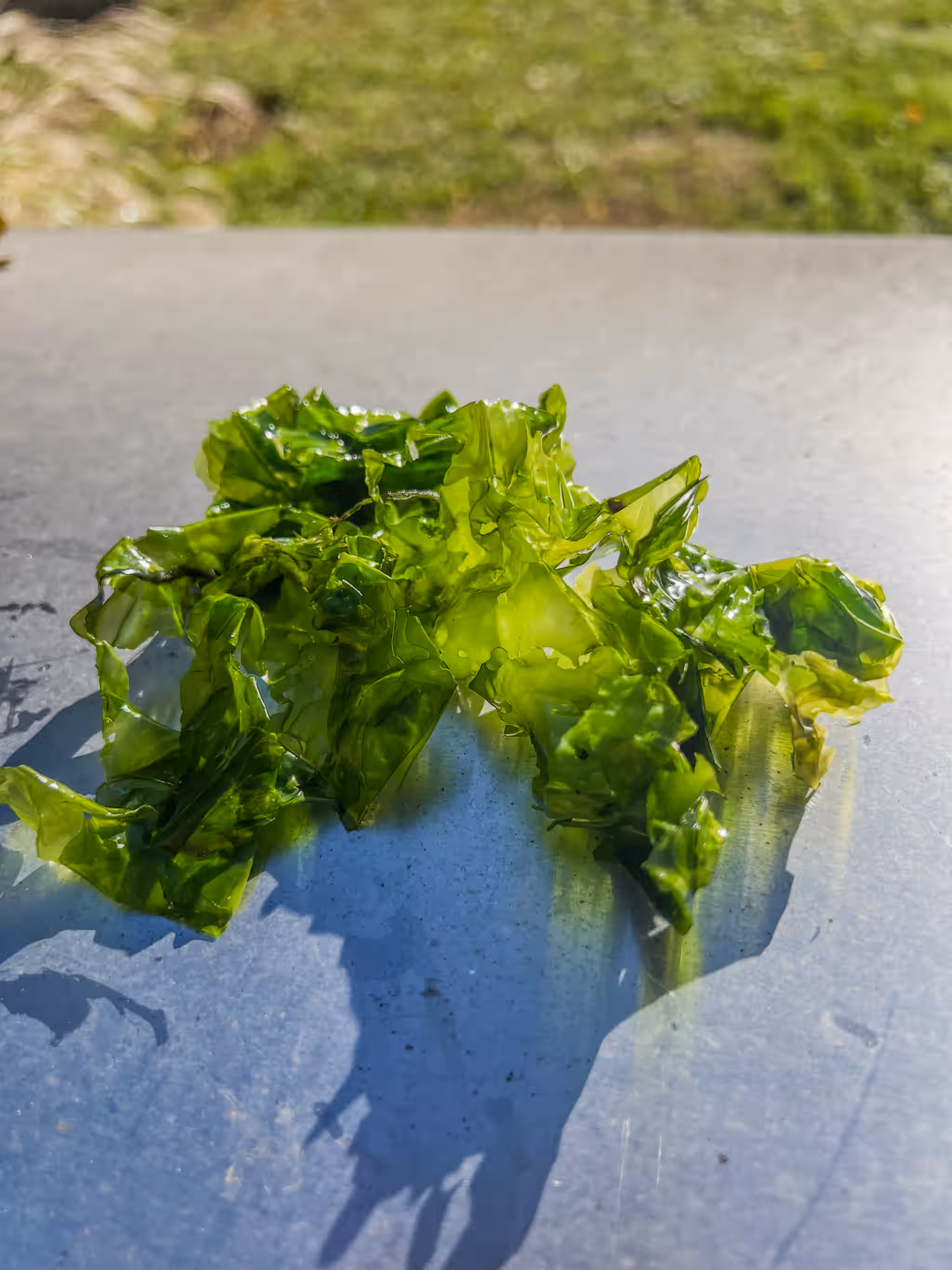 Sea Lettuce (Ulva lactuca)