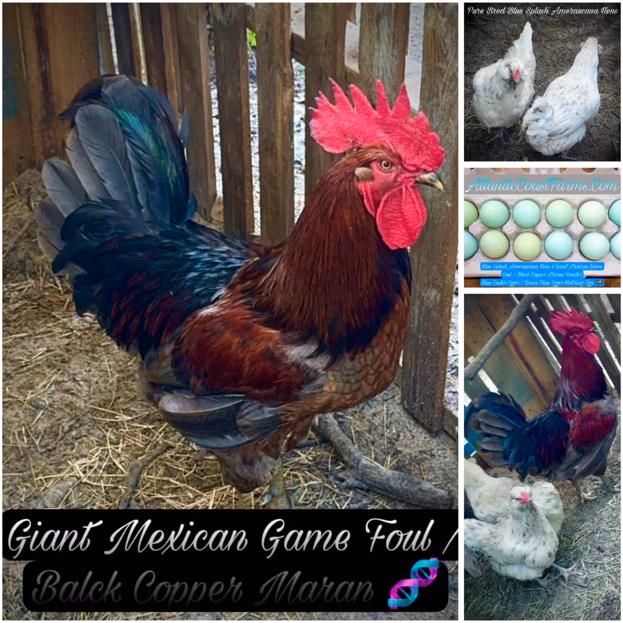 Blue Splash Ameraucana Black Copper Maran Hatching Eggs