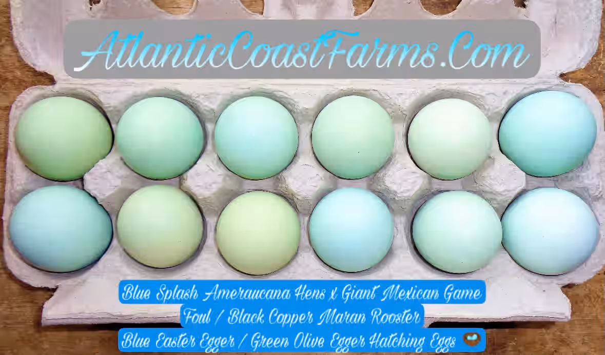 Blue Splash Ameraucana Black Copper Maran Hatching Eggs