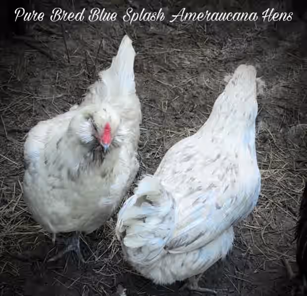 Blue Splash Ameraucana Black Copper Maran Hatching Eggs
