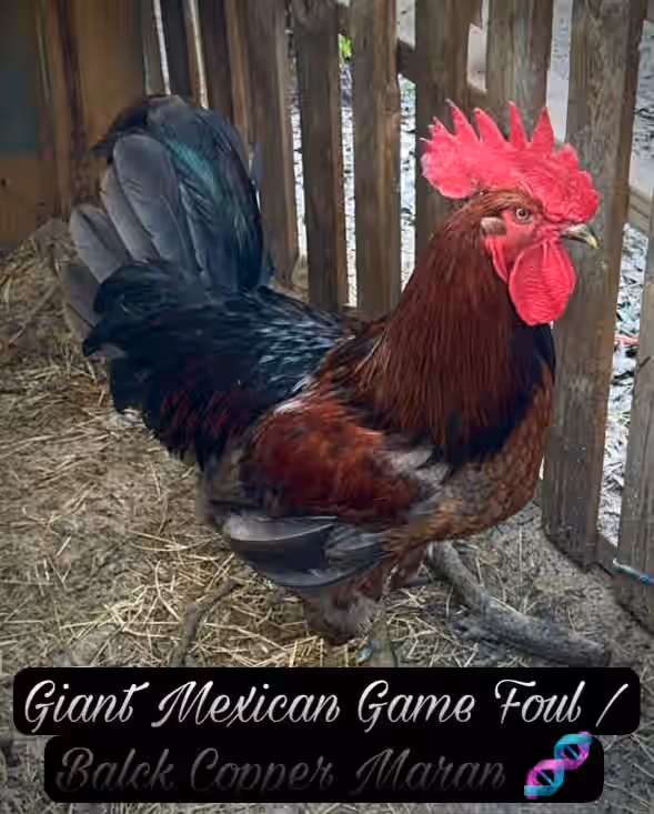 Blue Splash Ameraucana Black Copper Maran Hatching Eggs