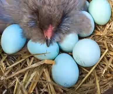 Blue Splash Ameraucana Black Copper Maran Hatching Eggs