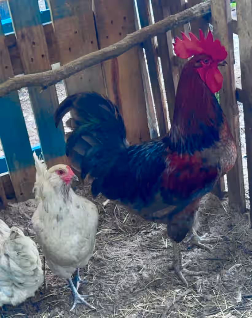 Blue Splash Ameraucana Black Copper Maran Hatching Eggs