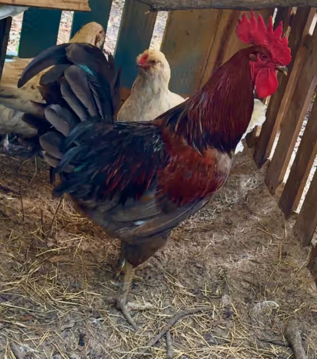 Blue Splash Ameraucana Black Copper Maran Hatching Eggs