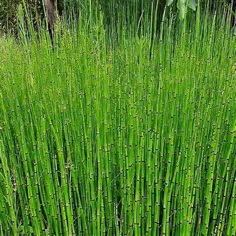 Horsetail Equisetum Hyemale Rods