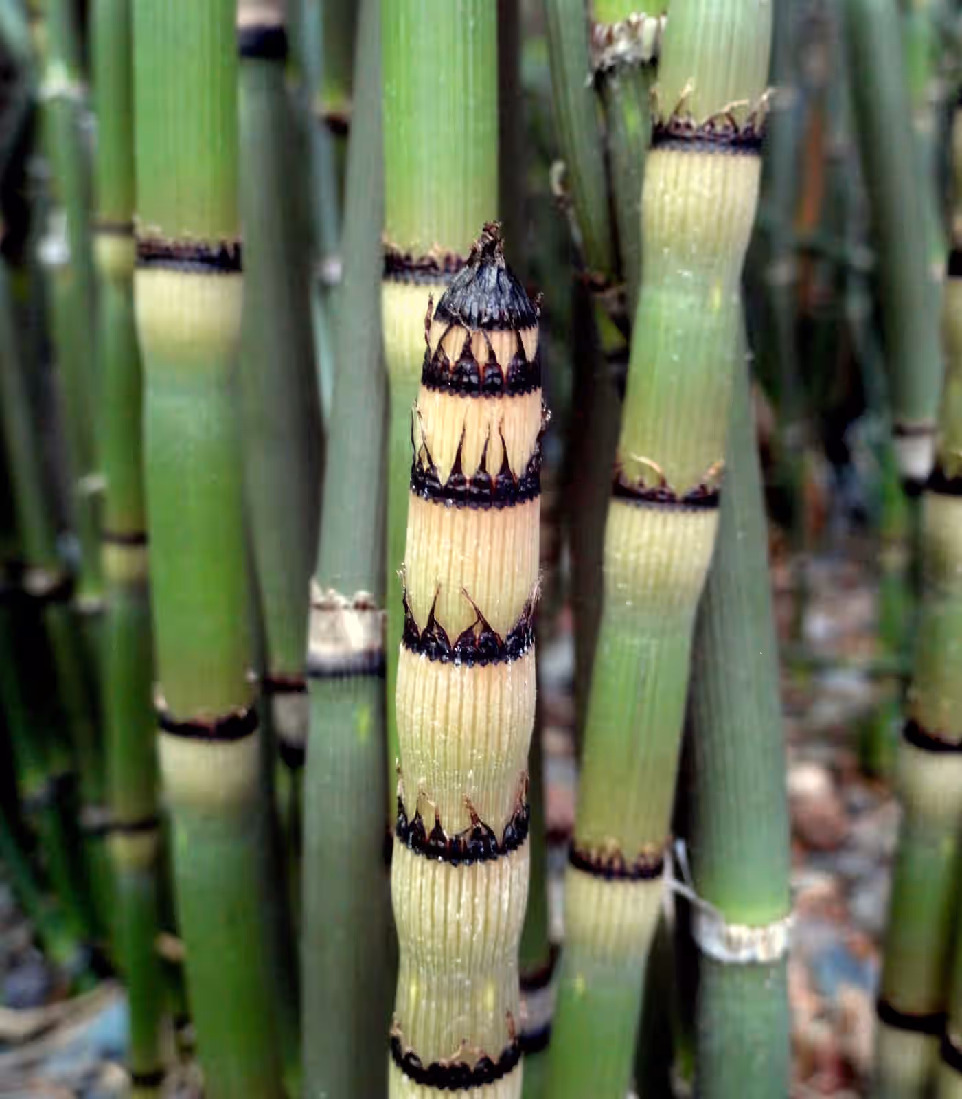 Horsetail Equisetum Hyemale Rods