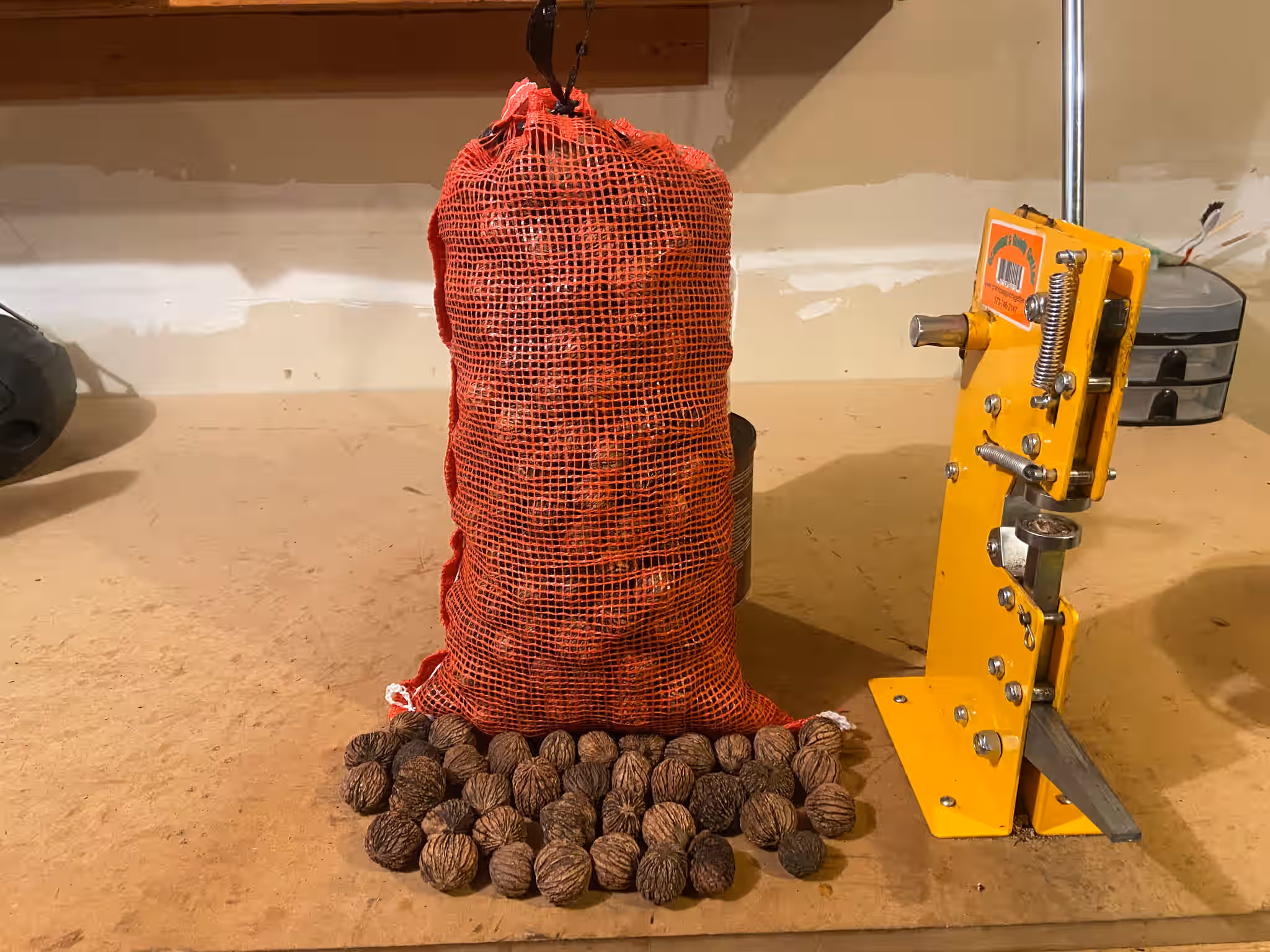Eastern Black Walnuts in Shell - 5lb - Wild Foraged
