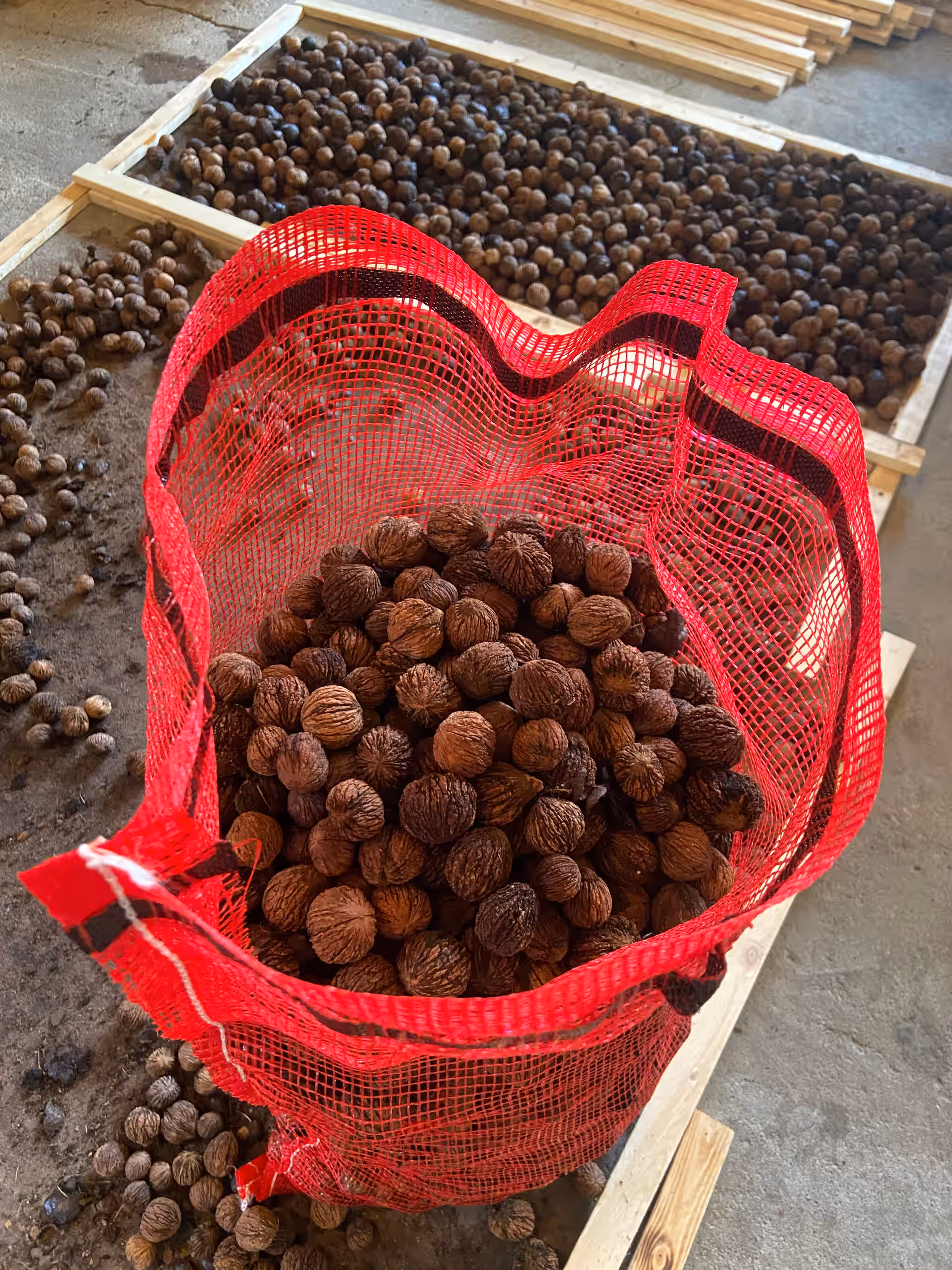 Eastern Black Walnuts in Shell - 5lb - Wild Foraged 5 Eastern Black Walnuts in Shell - 5lb - Wild Foraged
