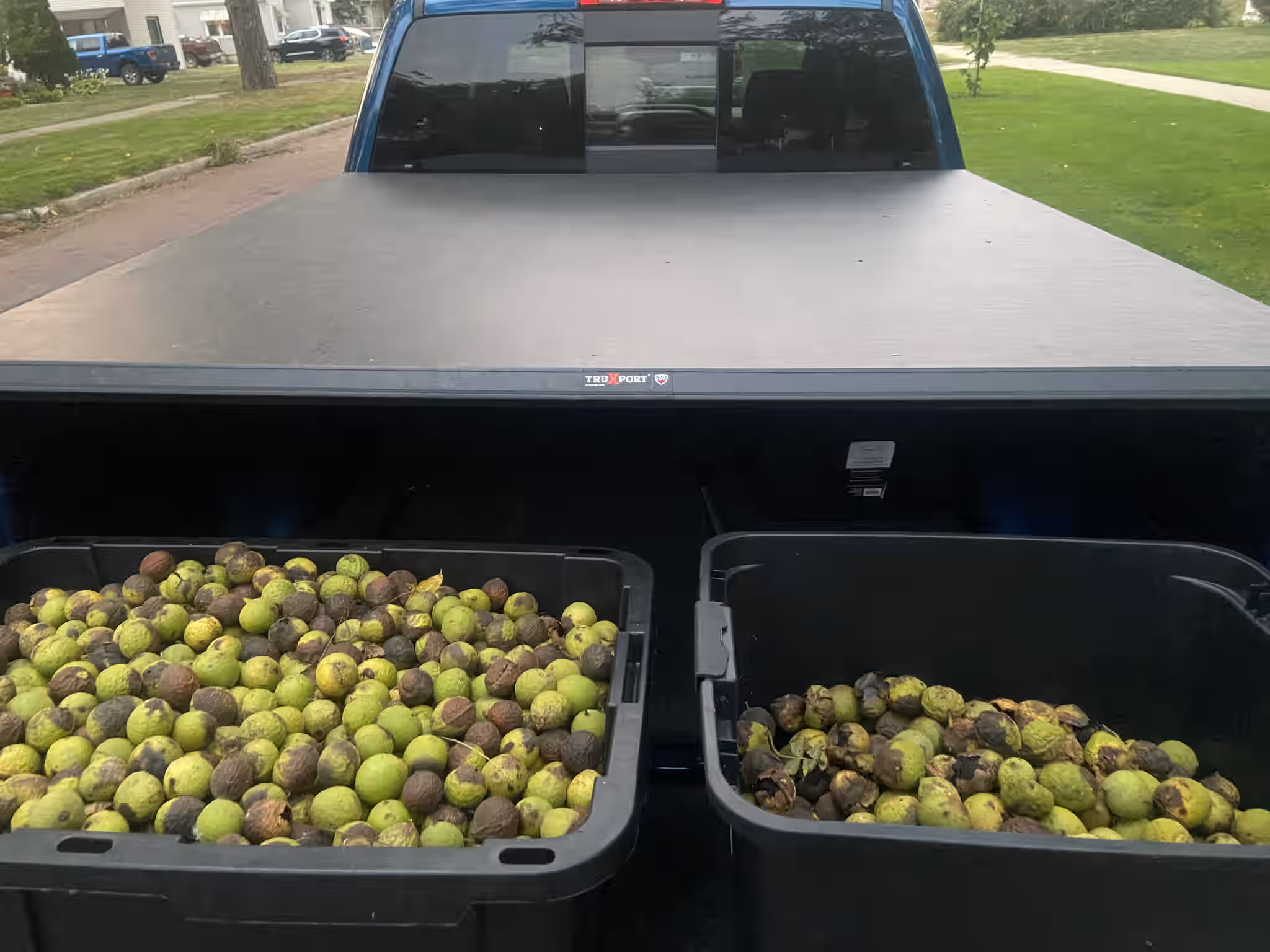 Eastern Black Walnuts in Shell - 5lb - Wild Foraged 6 Eastern Black Walnuts in Shell - 5lb - Wild Foraged