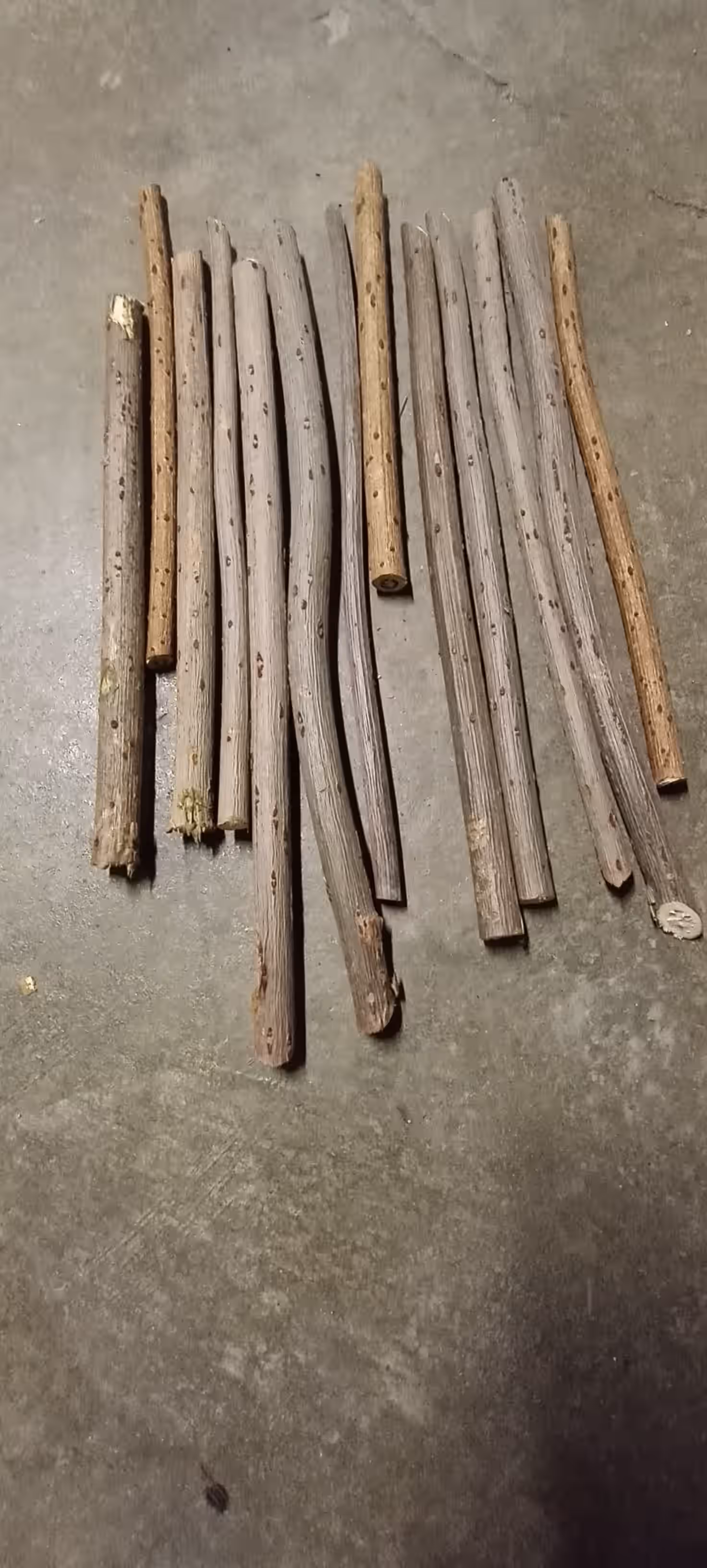 Elderberry Wood (Sticks)
