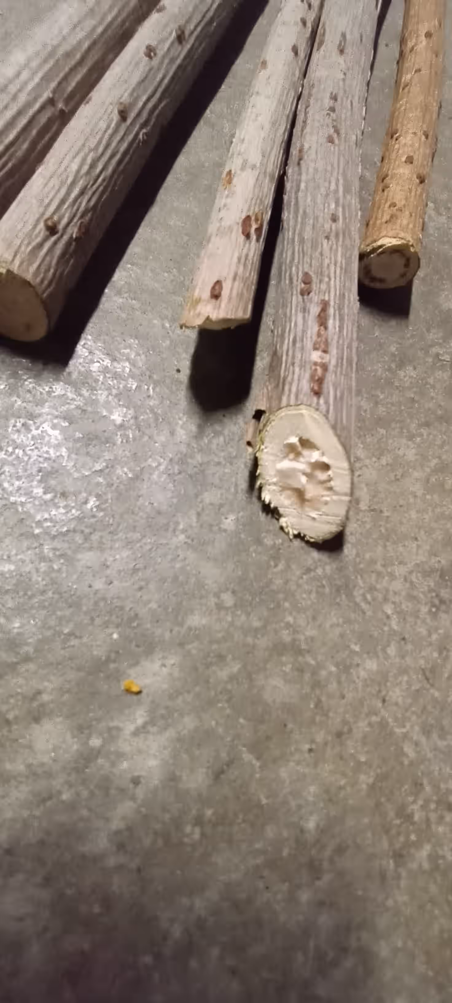 Elderberry Wood (Sticks)