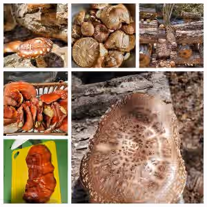 Red Reishi Mushrooms, Wild Foraged and Sundried (Tincture Kit)