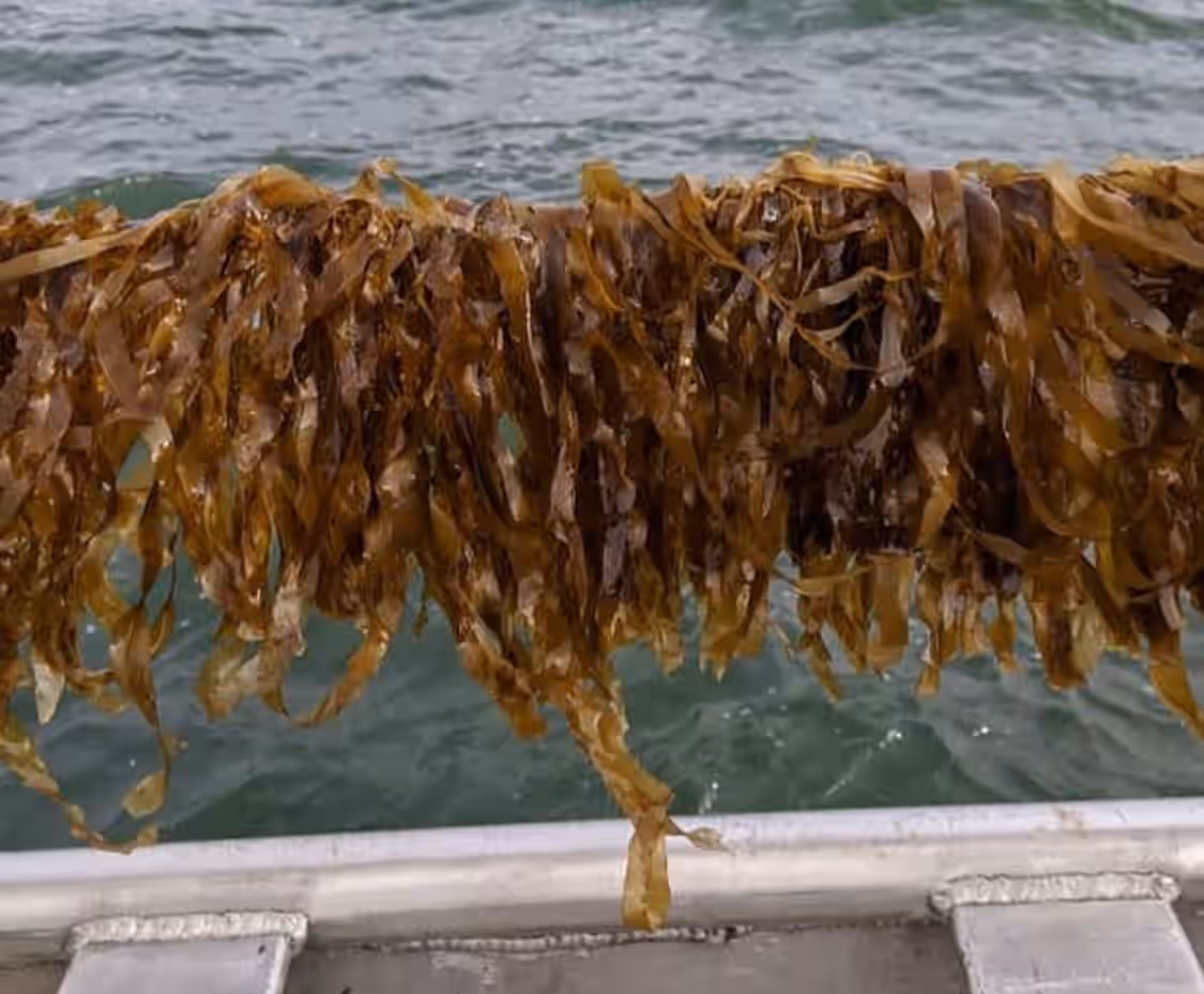 Cold water Maine farmed Sugar Kelp (Laminaria saccharina) from Spartan Sea Farms