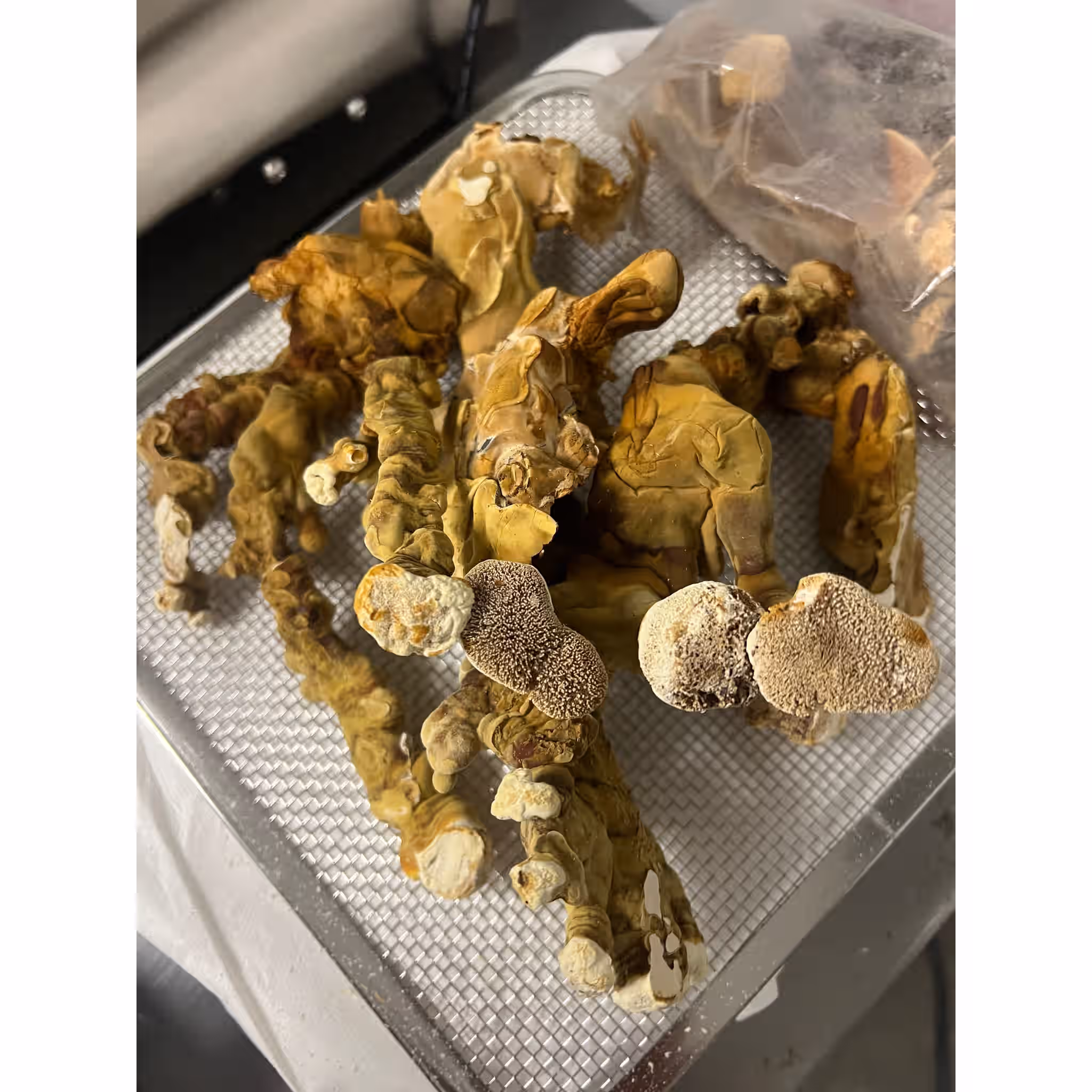Organic Reishi Mushroom Tincture