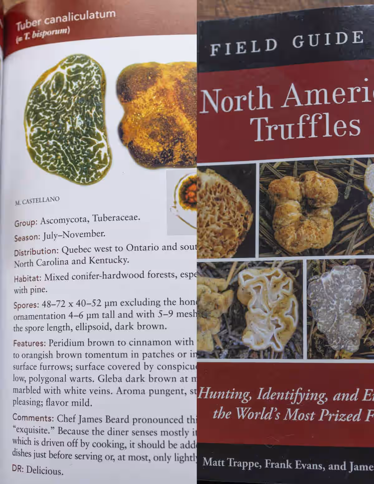Truffled Hazelnut trees inoculated with Appalachian Truffle Mushroom Grow your own truffles and make nut spread Nutella 2 American Hazelnut trees per offering